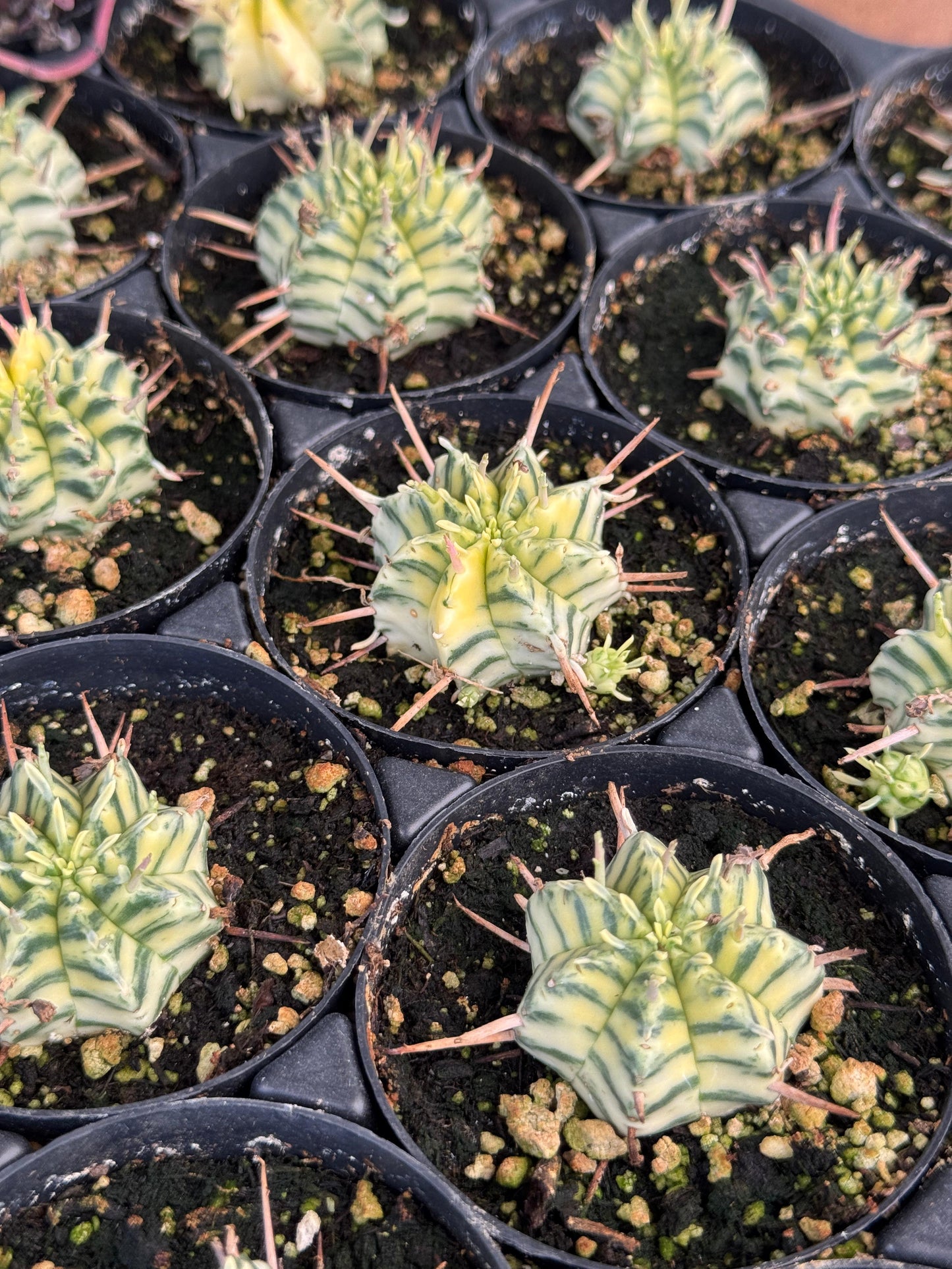 Euphorbia meloformis variegada