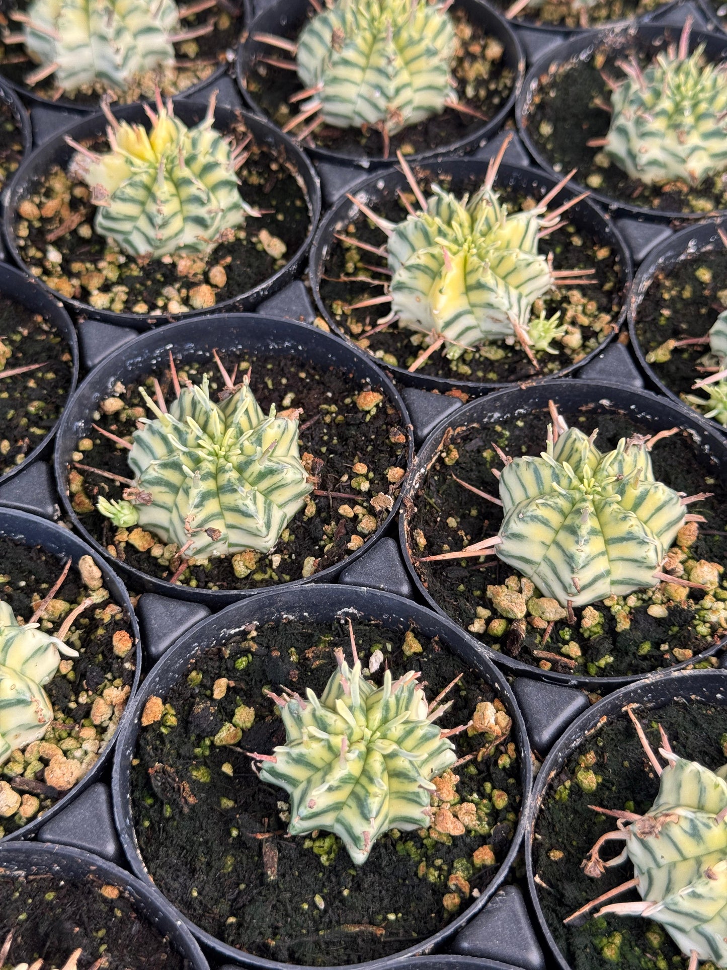 Euphorbia meloformis variegada