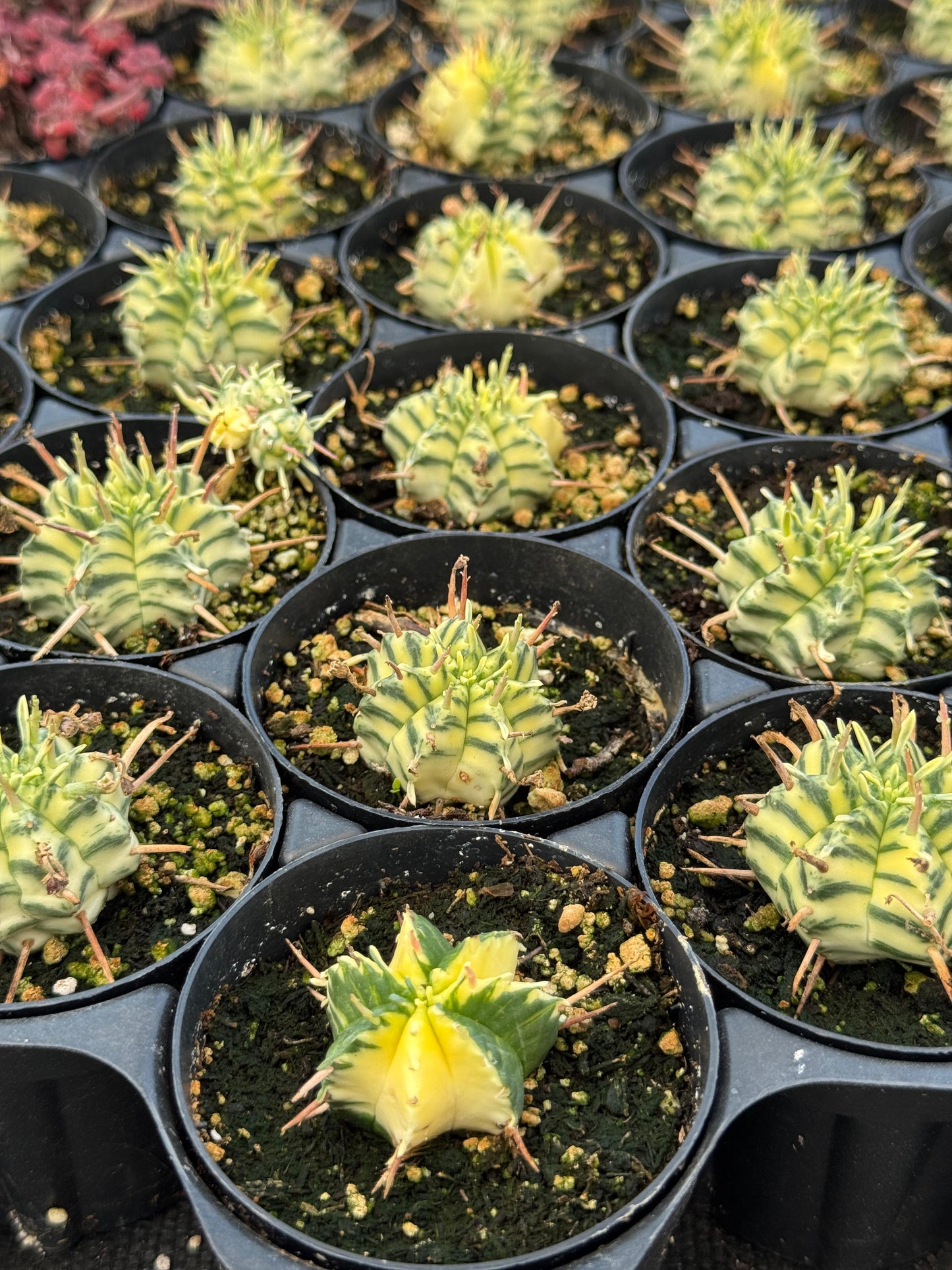 Euphorbia meloformis variegada