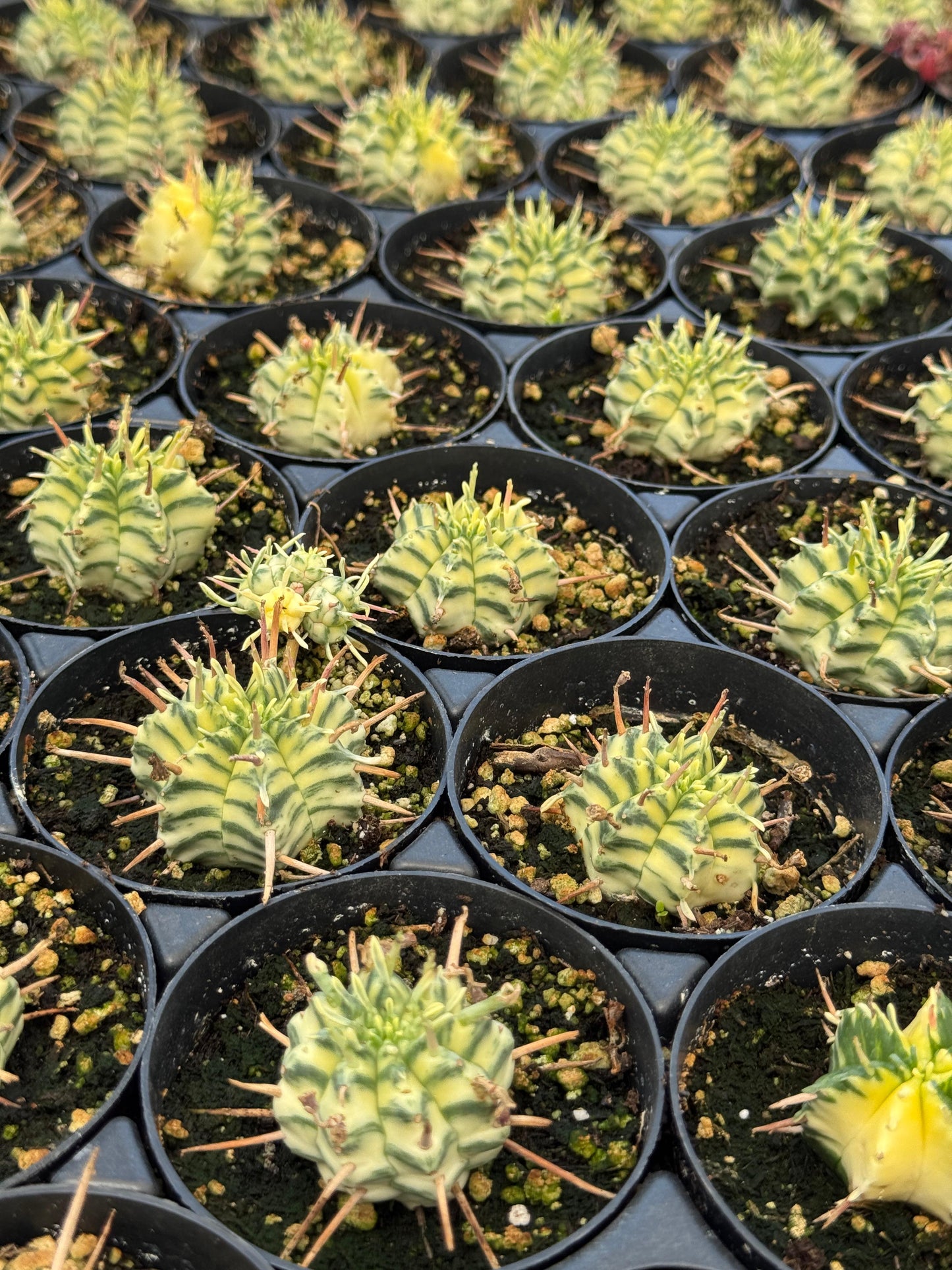 Euphorbia meloformis variegada