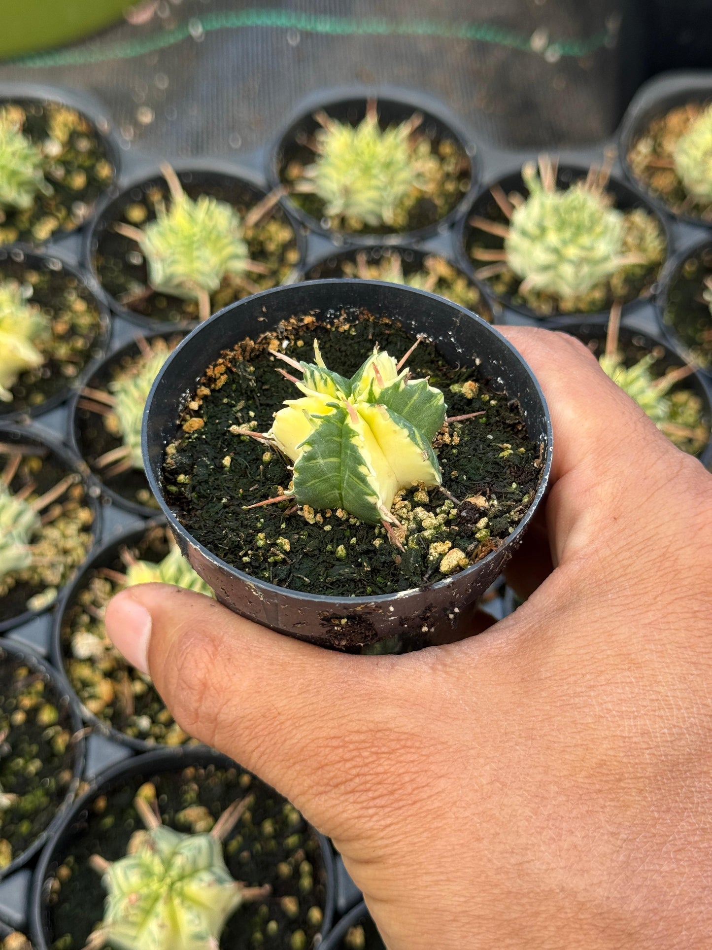 Euphorbia meloformis variegada
