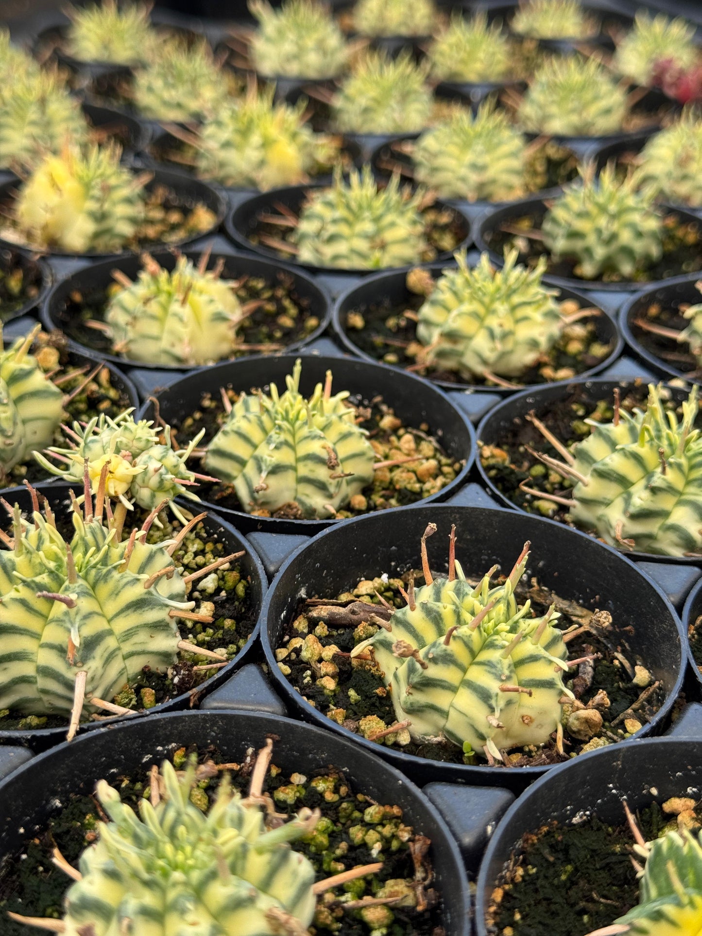 Euphorbia meloformis variegada