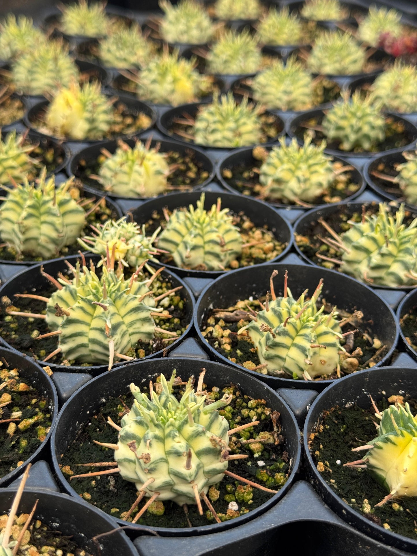 Euphorbia meloformis variegada