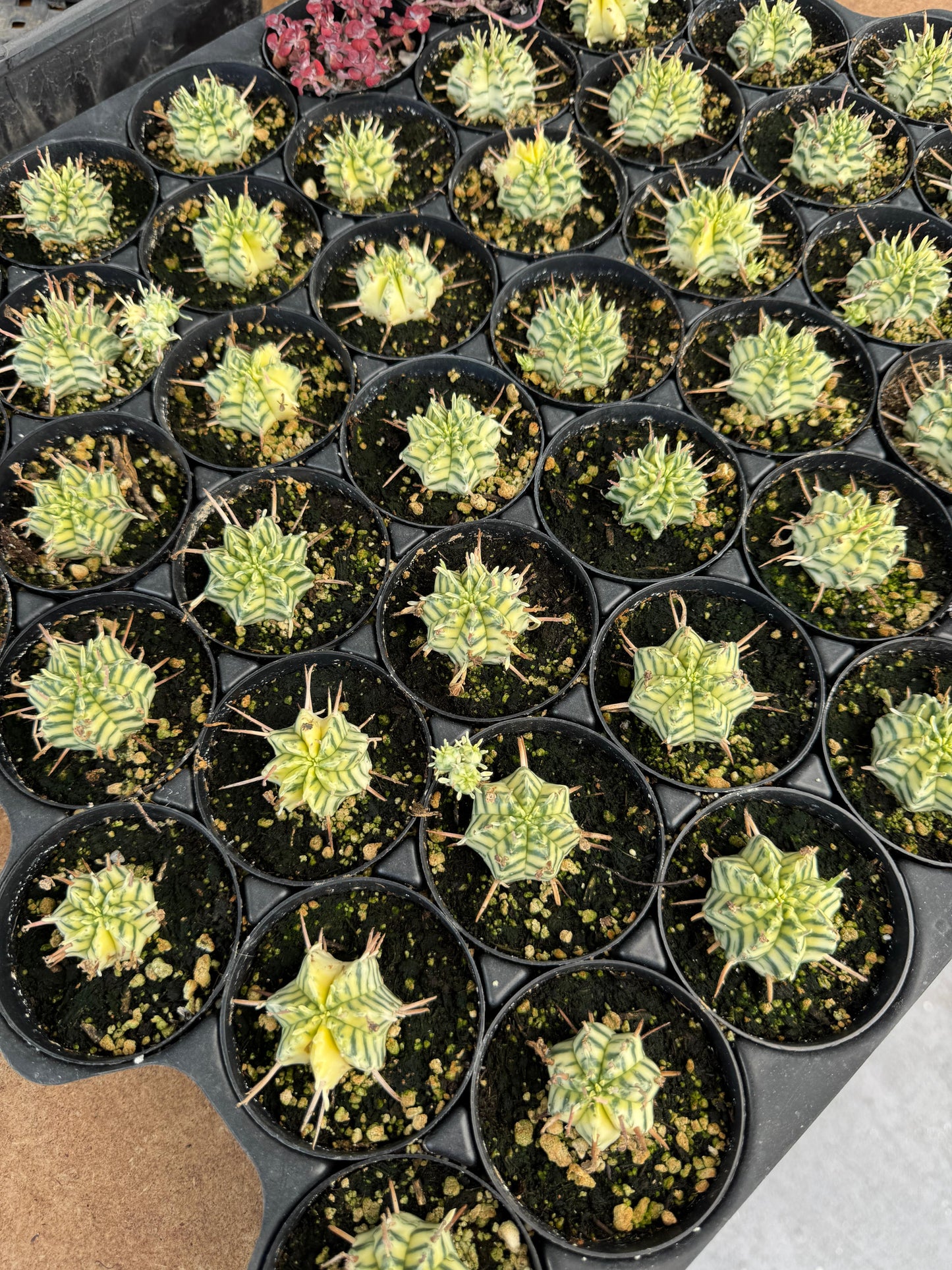 Euphorbia meloformis variegada