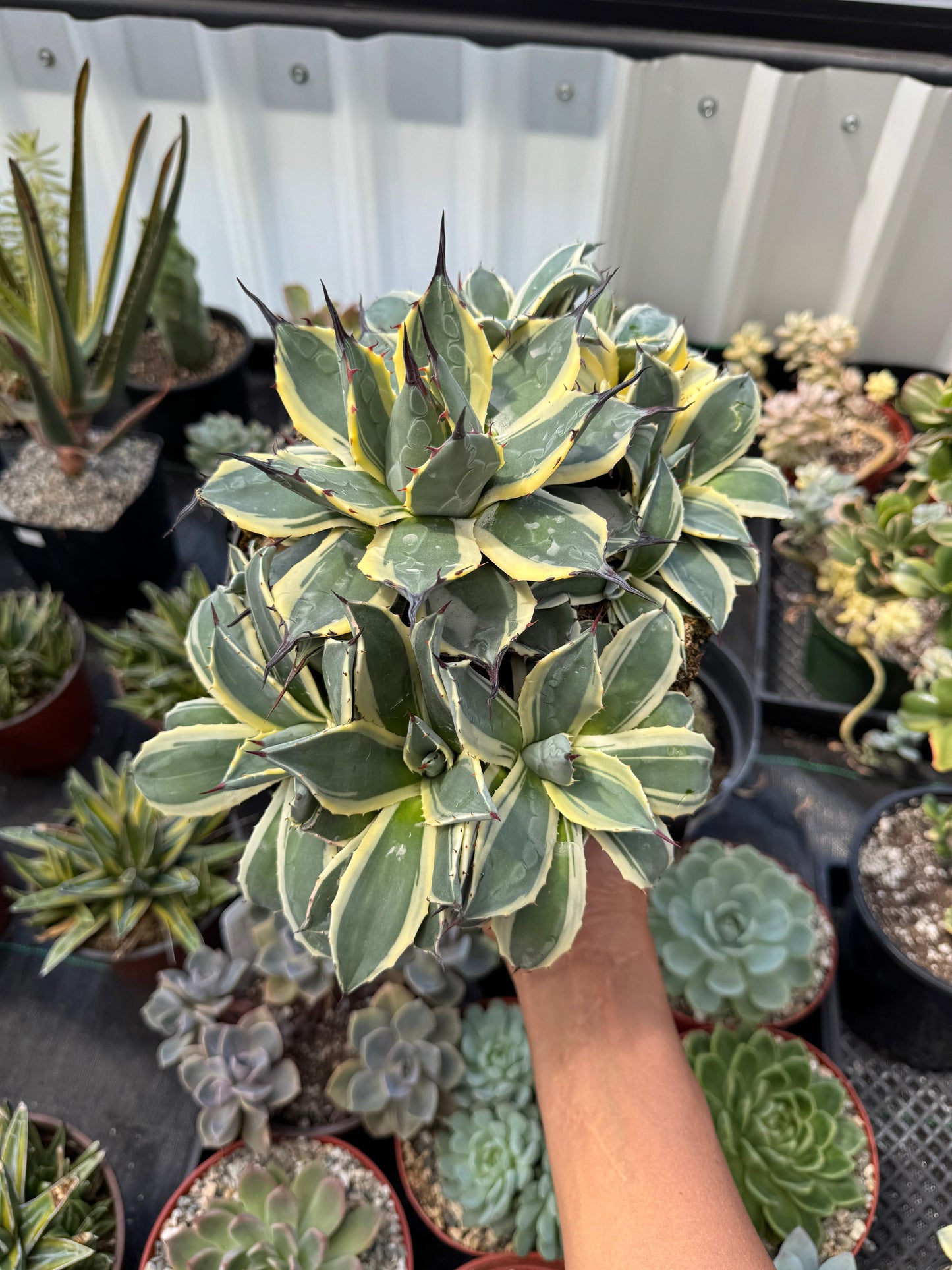 Agave cream spike súper cluster