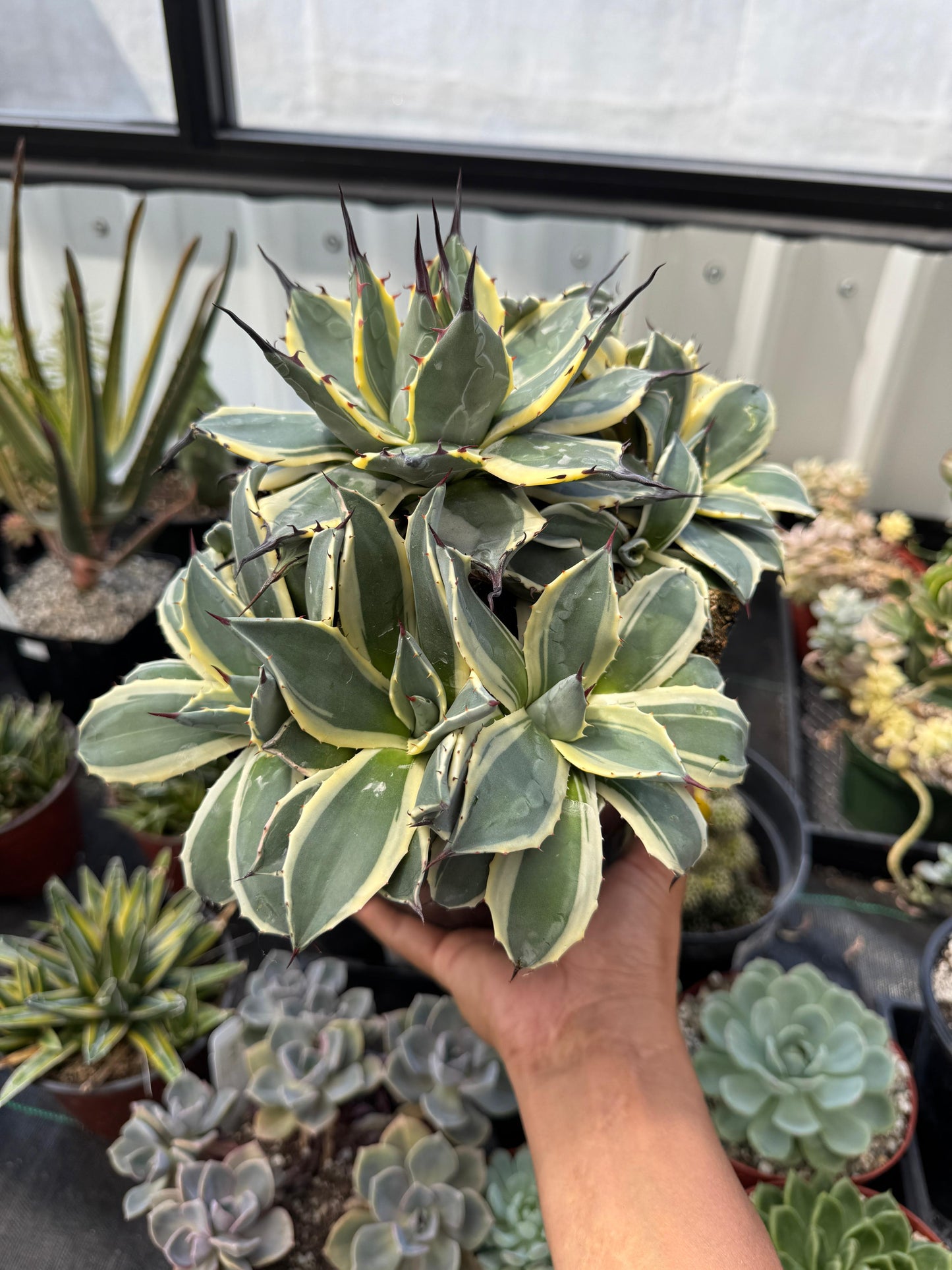 Agave cream spike súper cluster