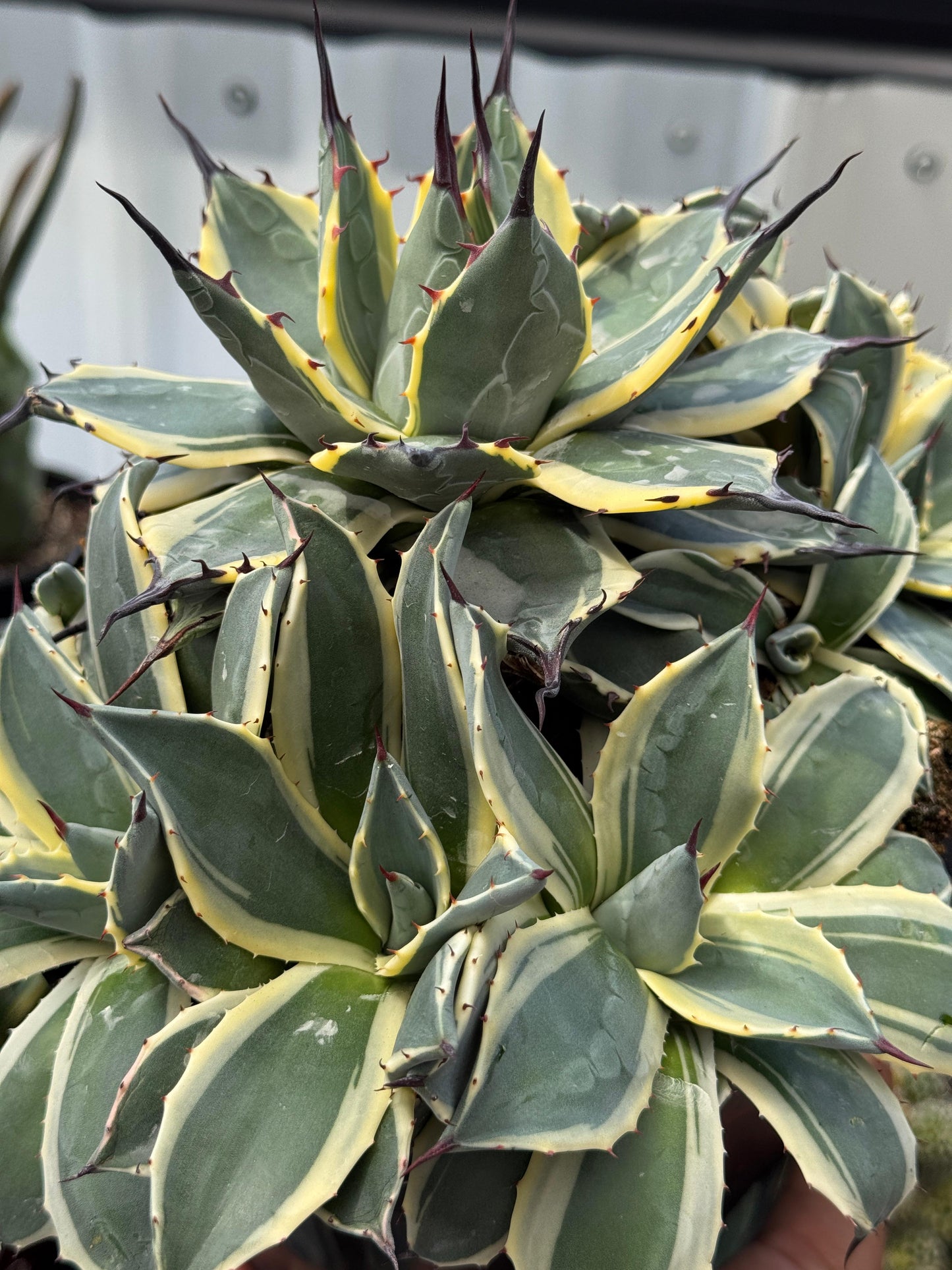 Agave cream spike súper cluster