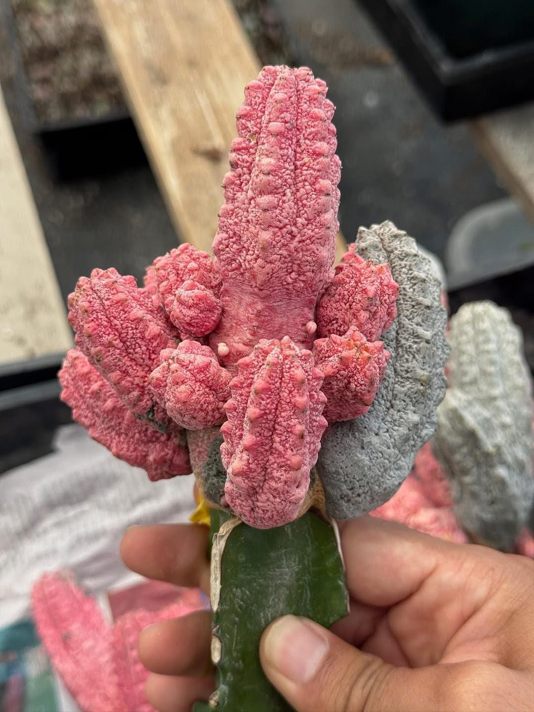 Euphorbia abdelkuri Variegada cluster