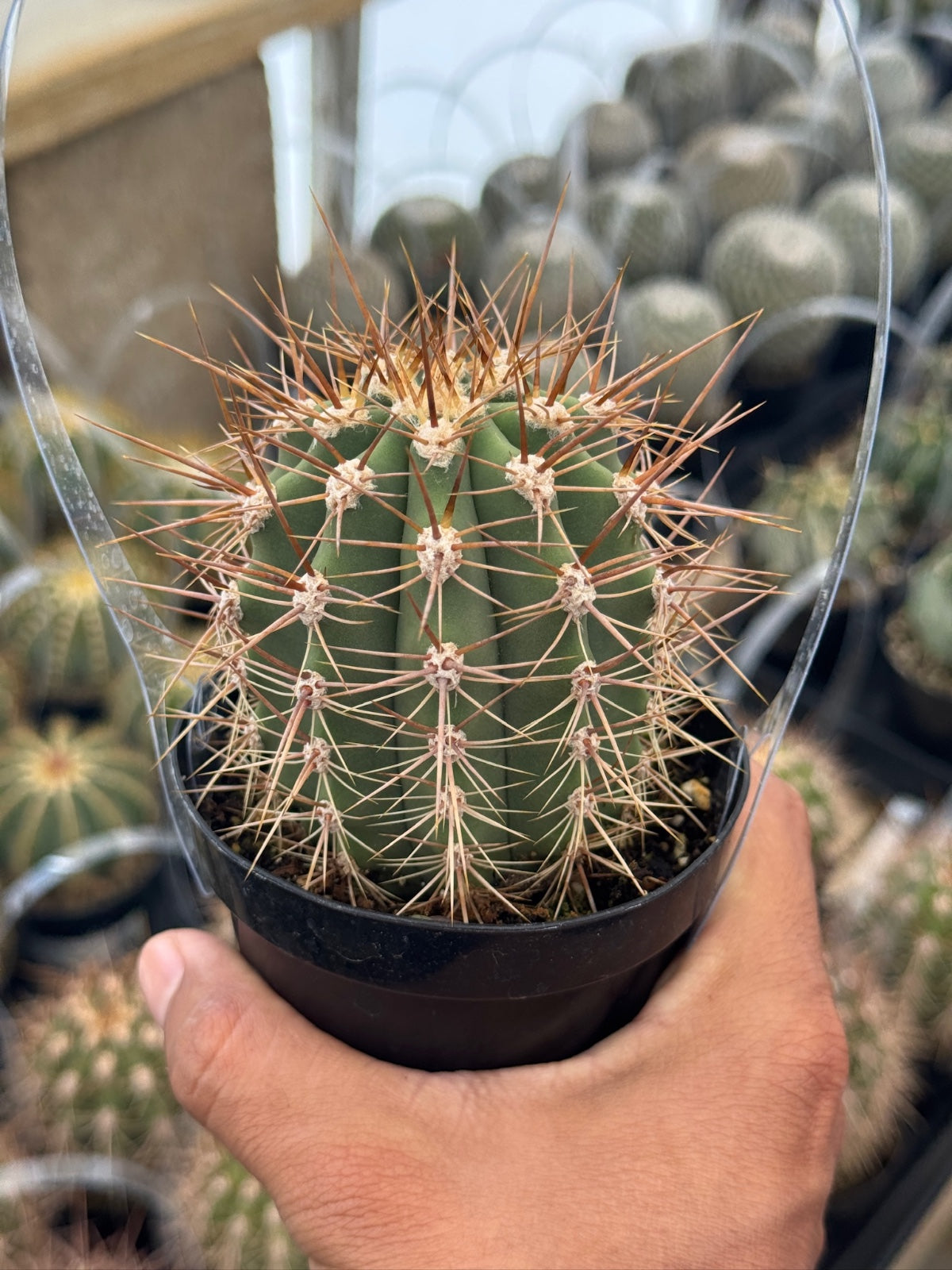Helianthocereus poco
