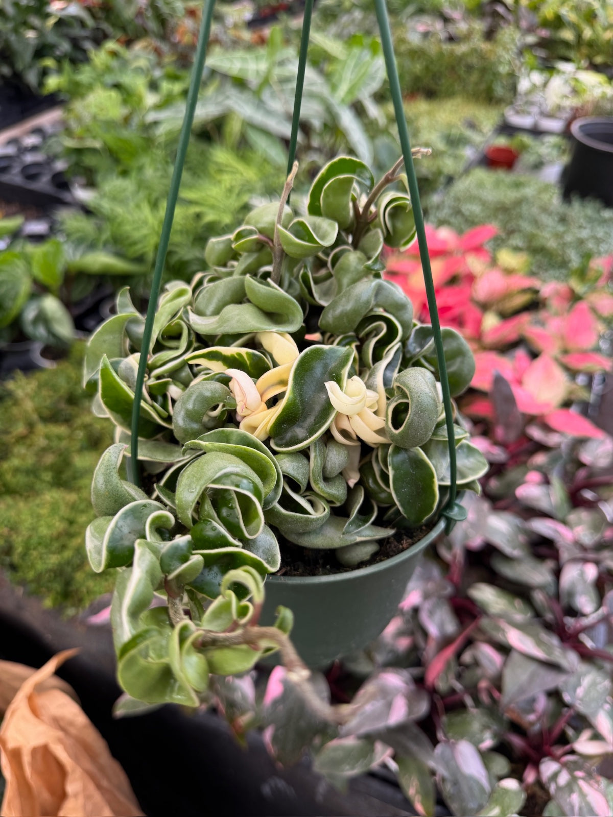 Hoya compacta variegada