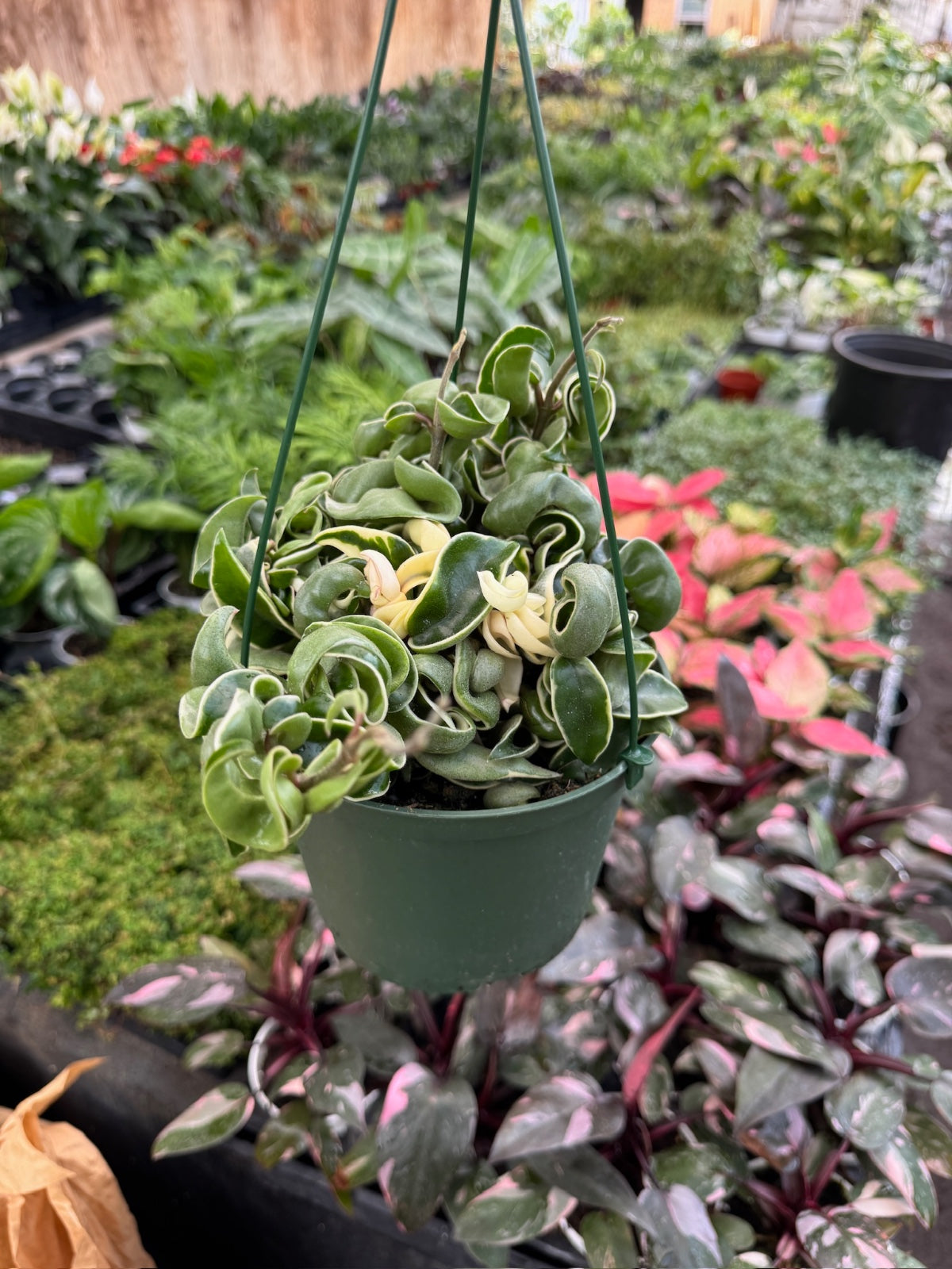 Hoya compacta variegada