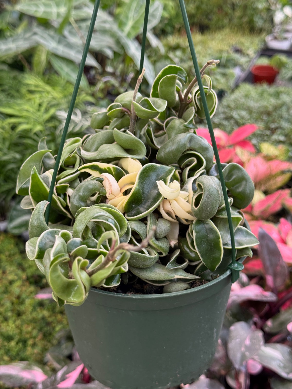 Hoya compacta variegada