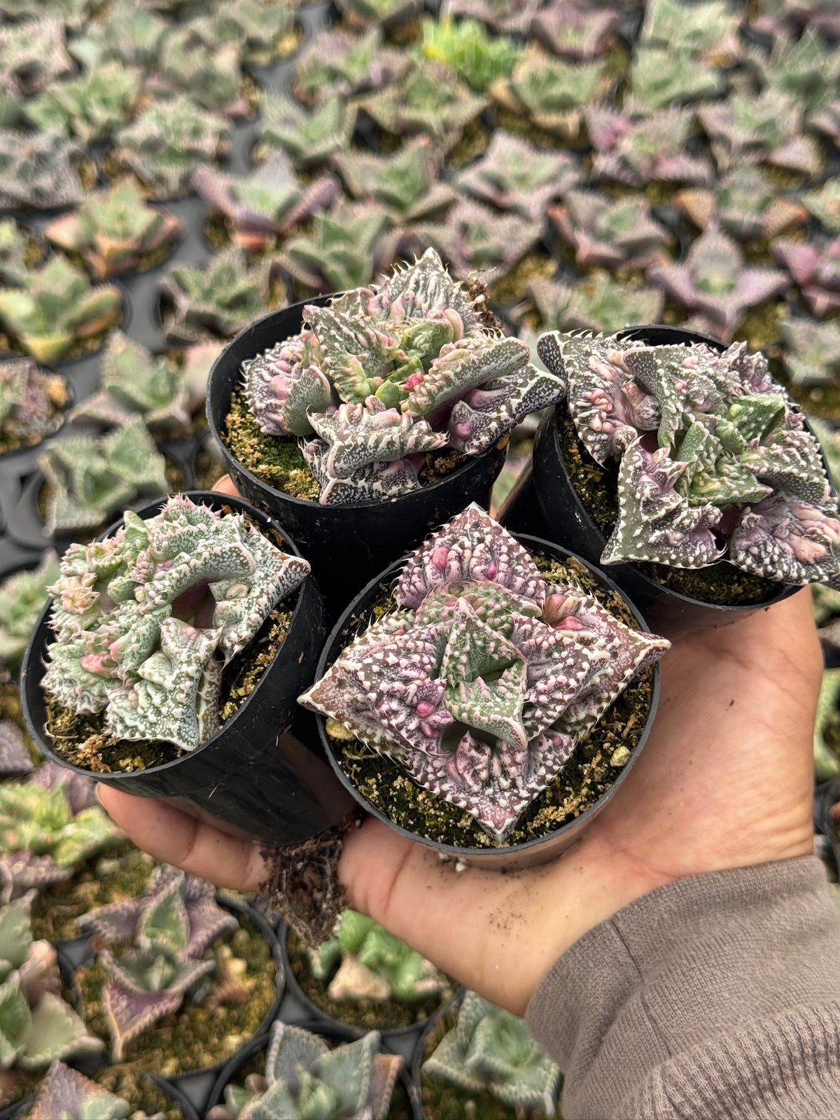 Faucaria tuberculosa ‘Super warty’