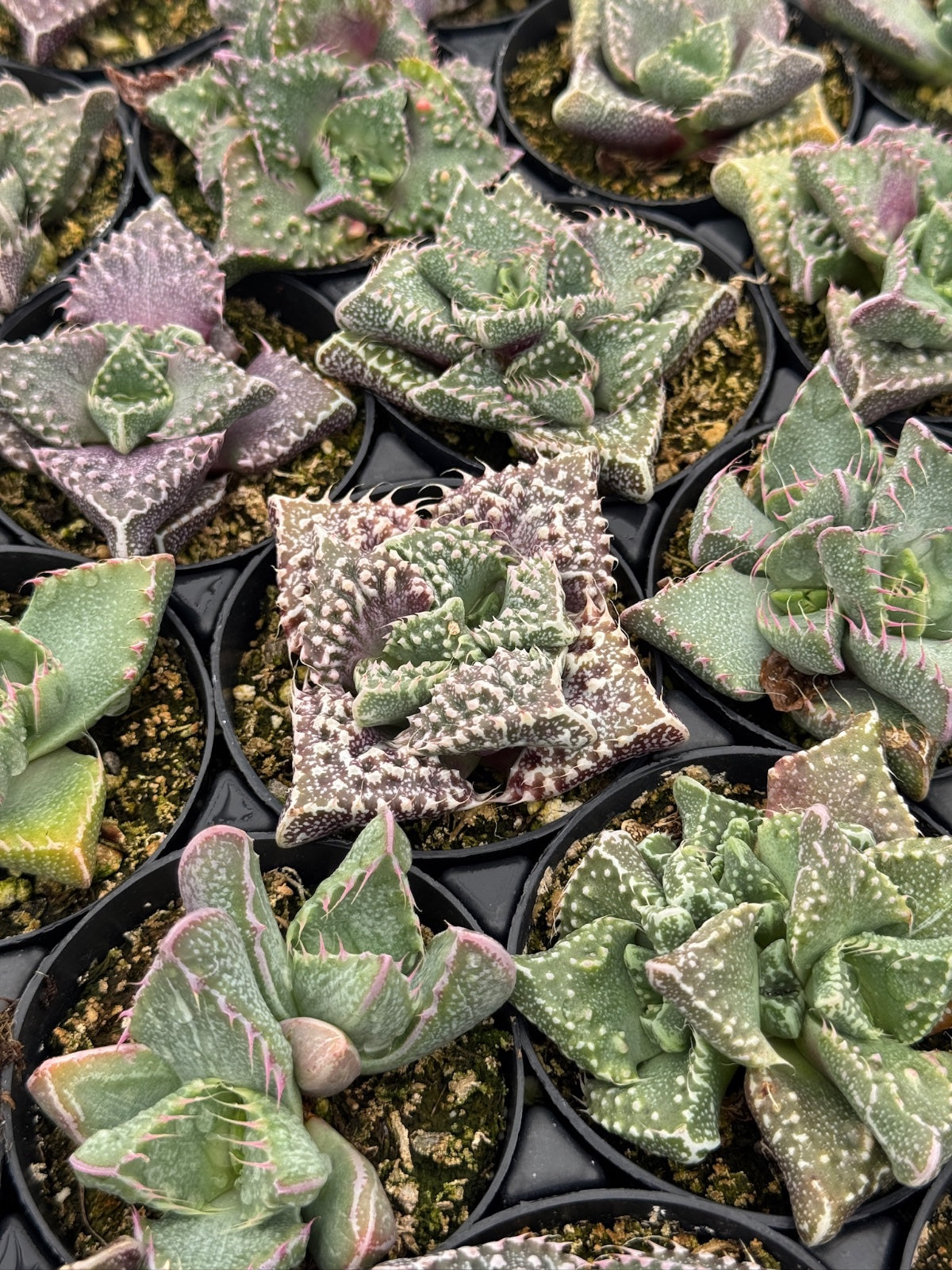 Faucaria tuberculosa ‘Super warty’