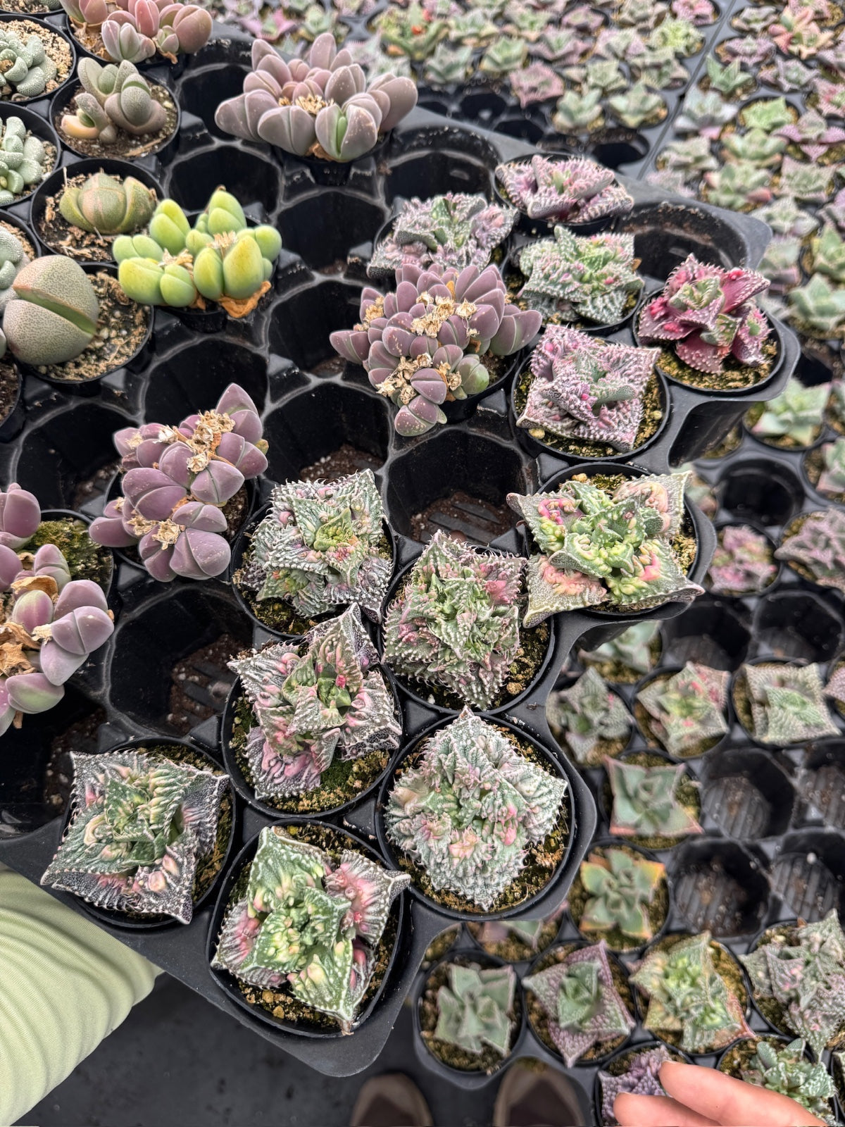 Faucaria tuberculosa ‘Super warty’