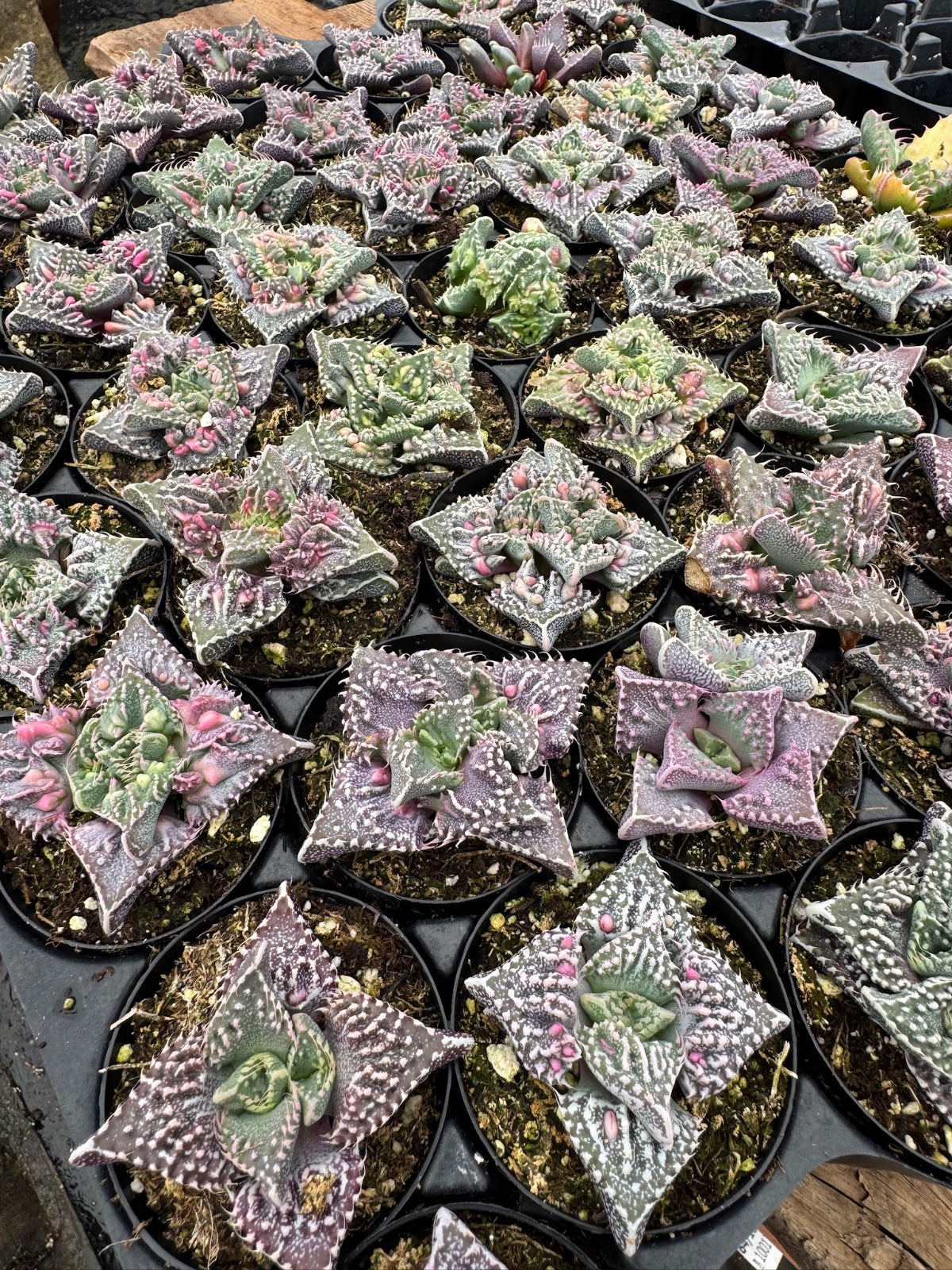 Faucaria tuberculosa ‘Super warty’