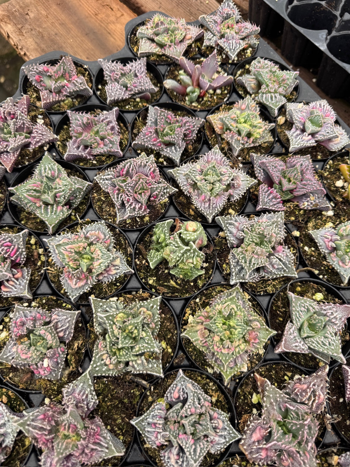 Faucaria tuberculosa ‘Super warty’