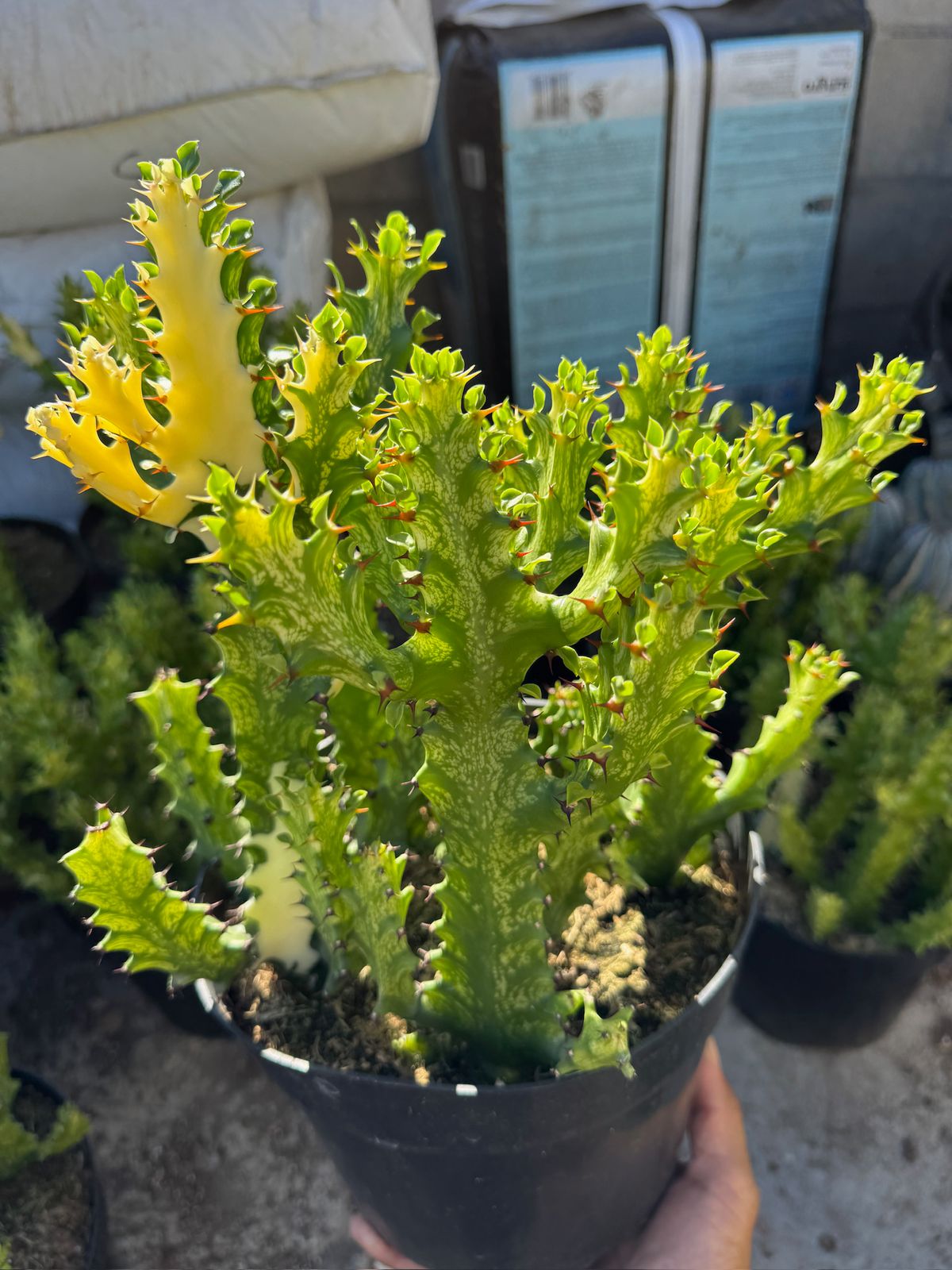 Euphorbia trigona variegada 8”