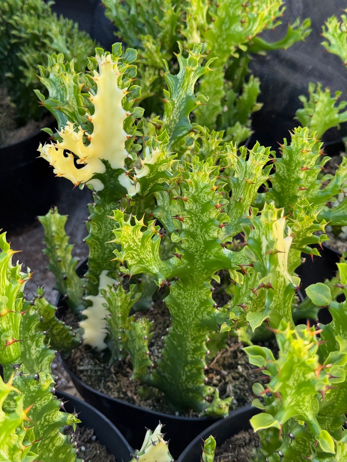 Euphorbia trigona variegada 8”
