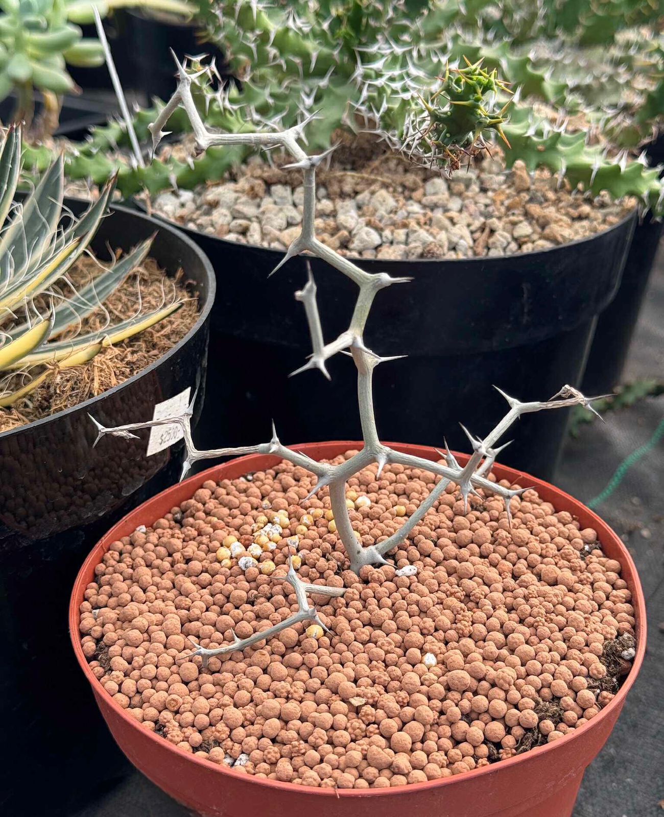 Decarya madagascariensis