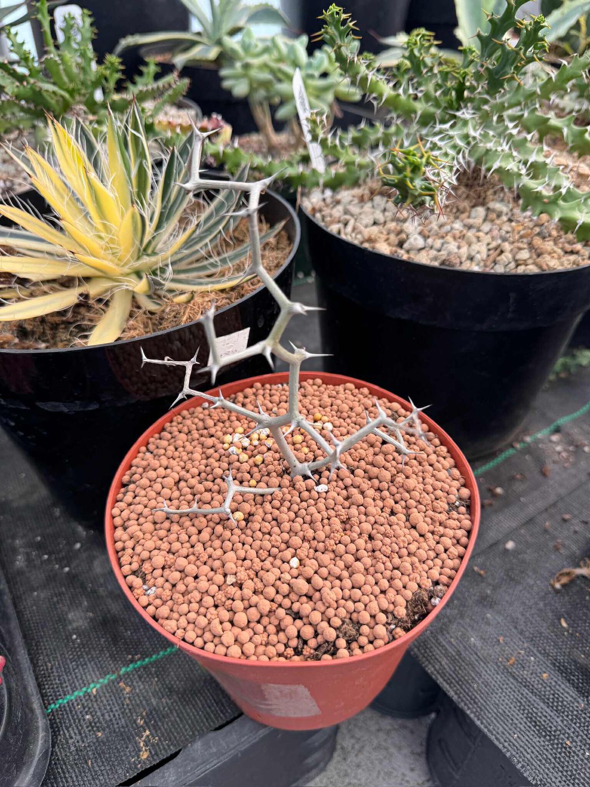 Decarya madagascariensis