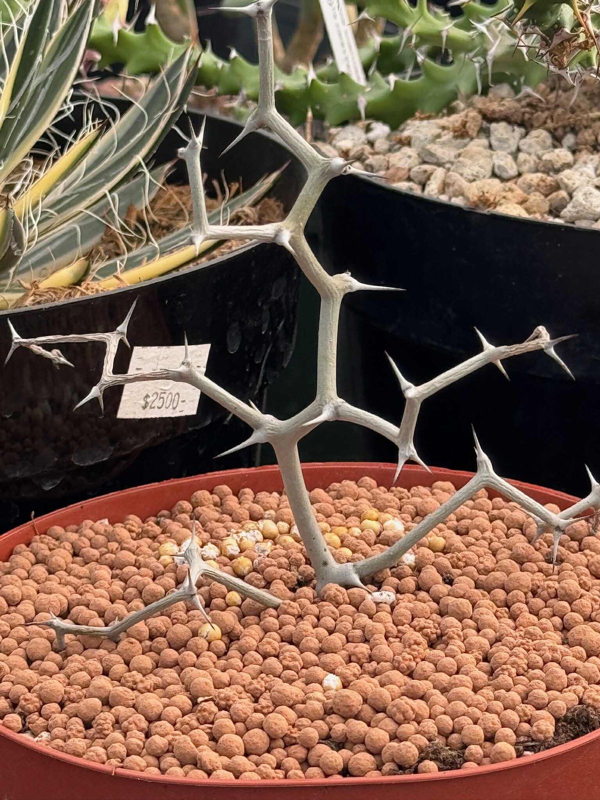 Decarya madagascariensis