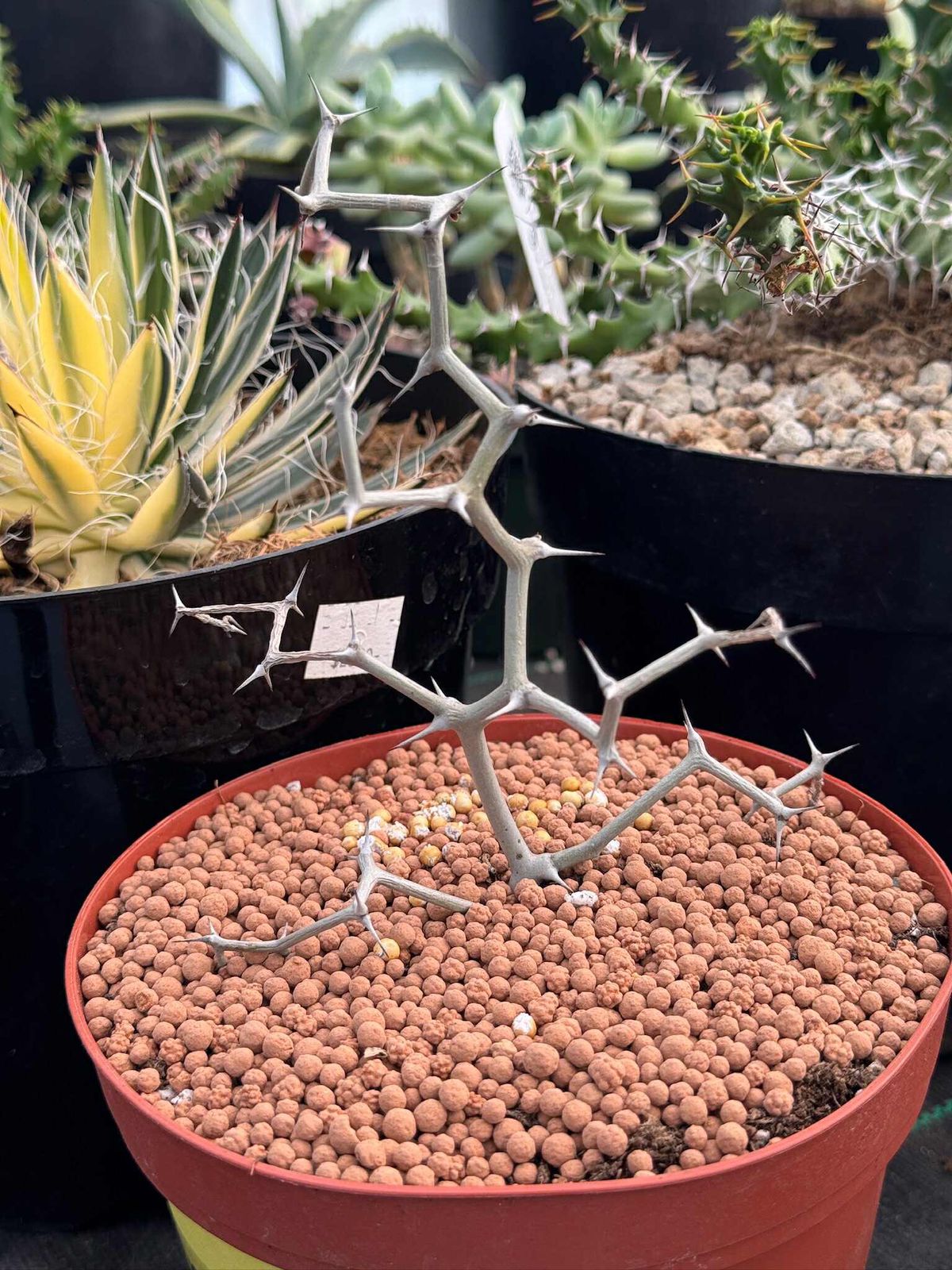 Decarya madagascariensis