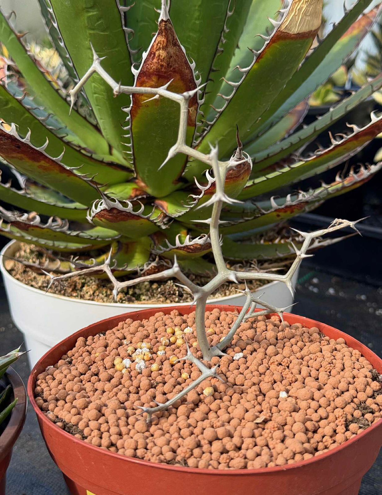 Decarya madagascariensis