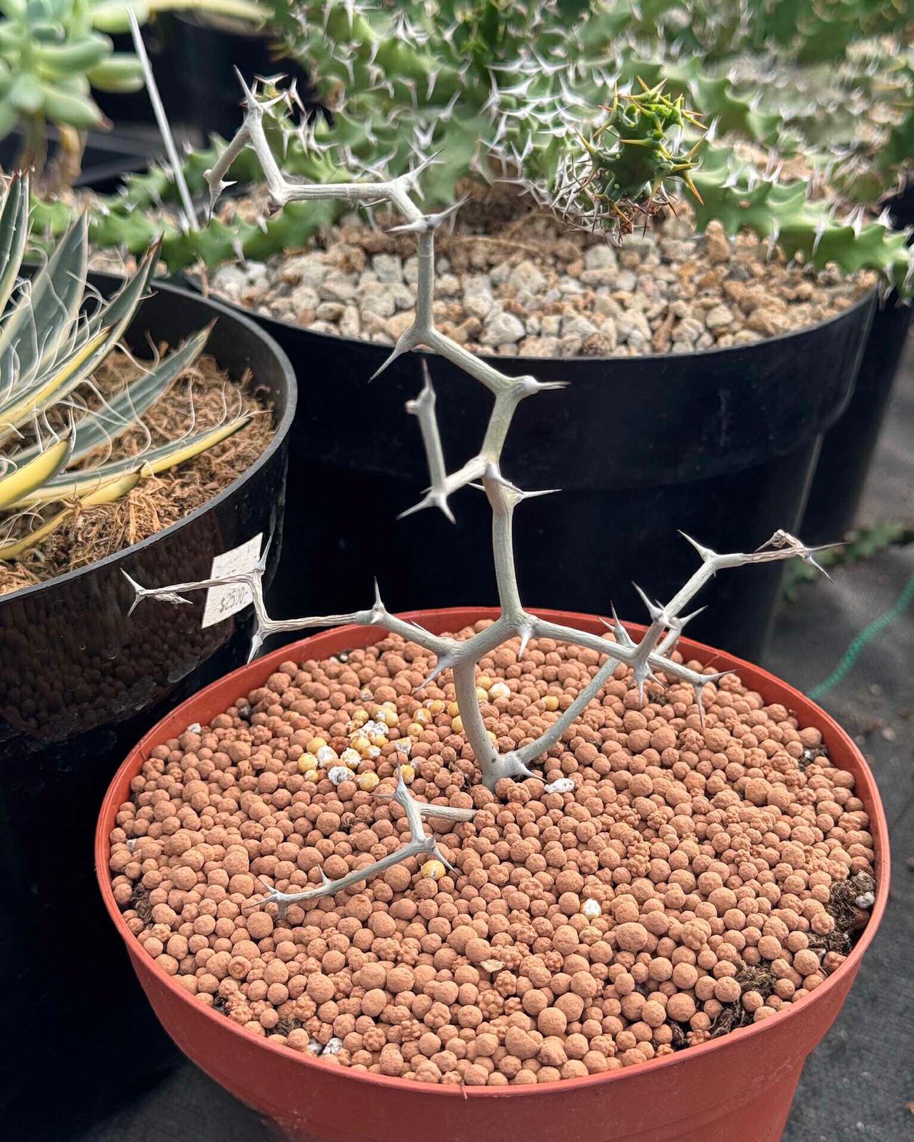 Decarya madagascariensis