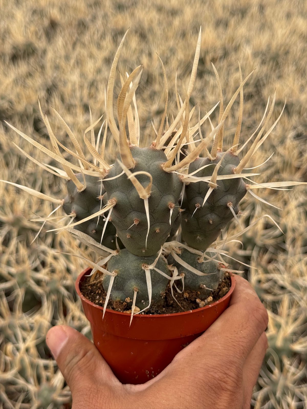 Tephrocactus articulatus var. papyracanthus