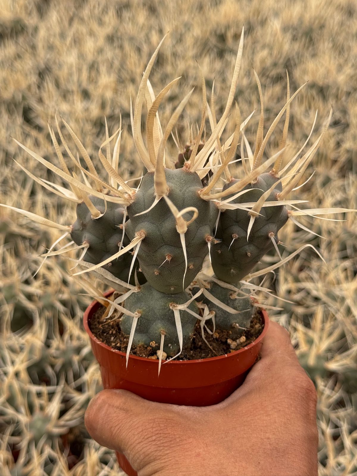 Tephrocactus articulatus var. papyracanthus