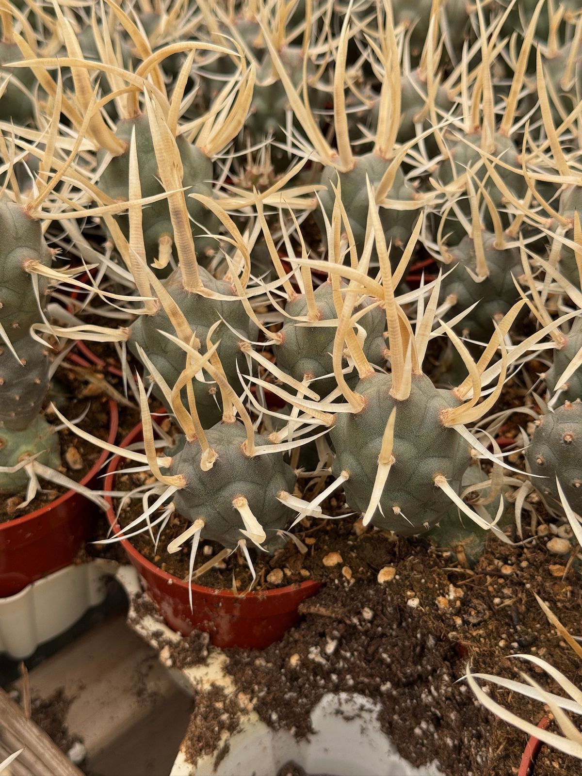 Tephrocactus articulatus var. papyracanthus