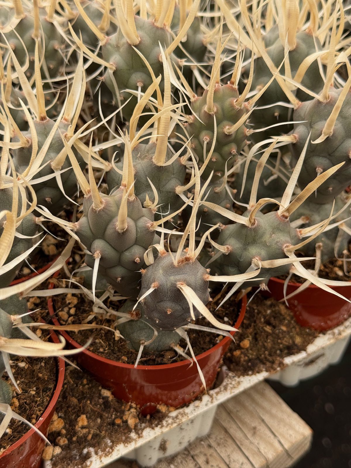 Tephrocactus articulatus var. papyracanthus