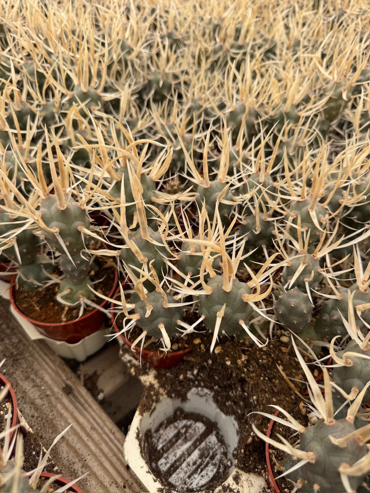 Tephrocactus articulatus var. papyracanthus