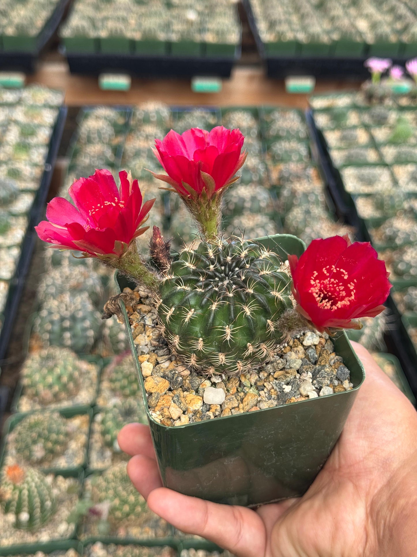 Lobivia draxieriana
