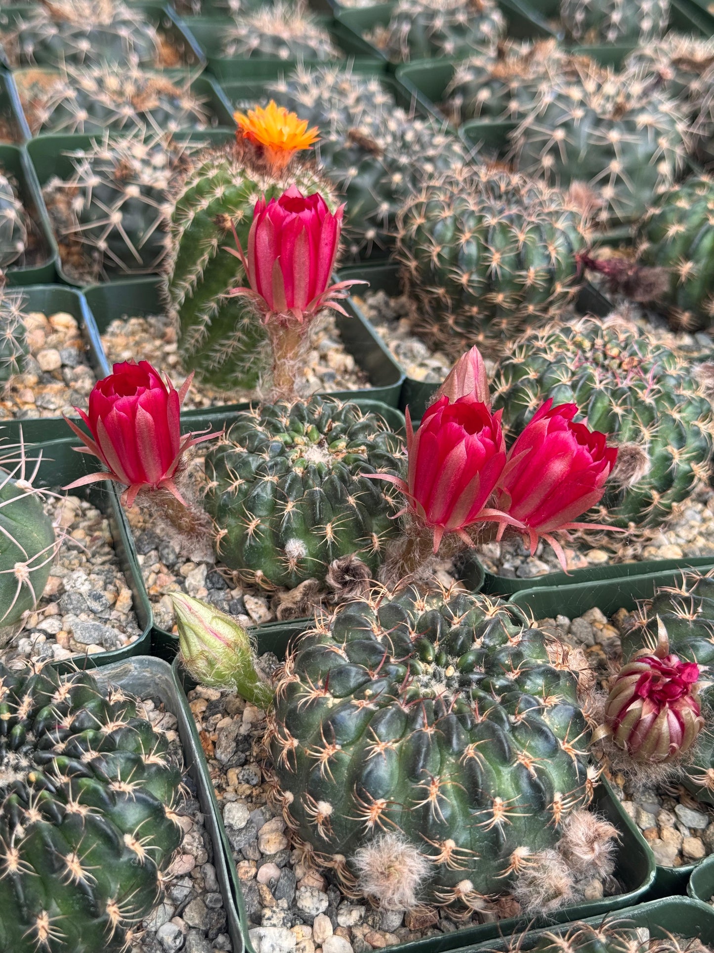 Lobivia draxieriana