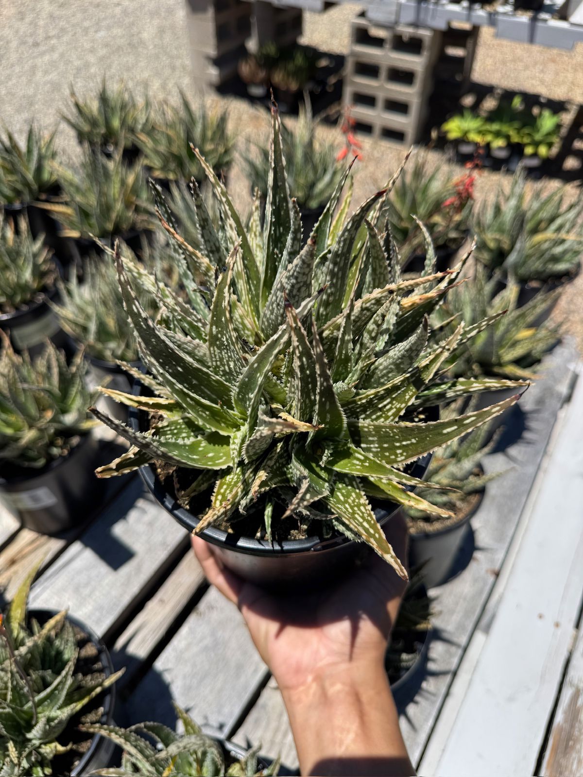 Aloe eléctric green spark