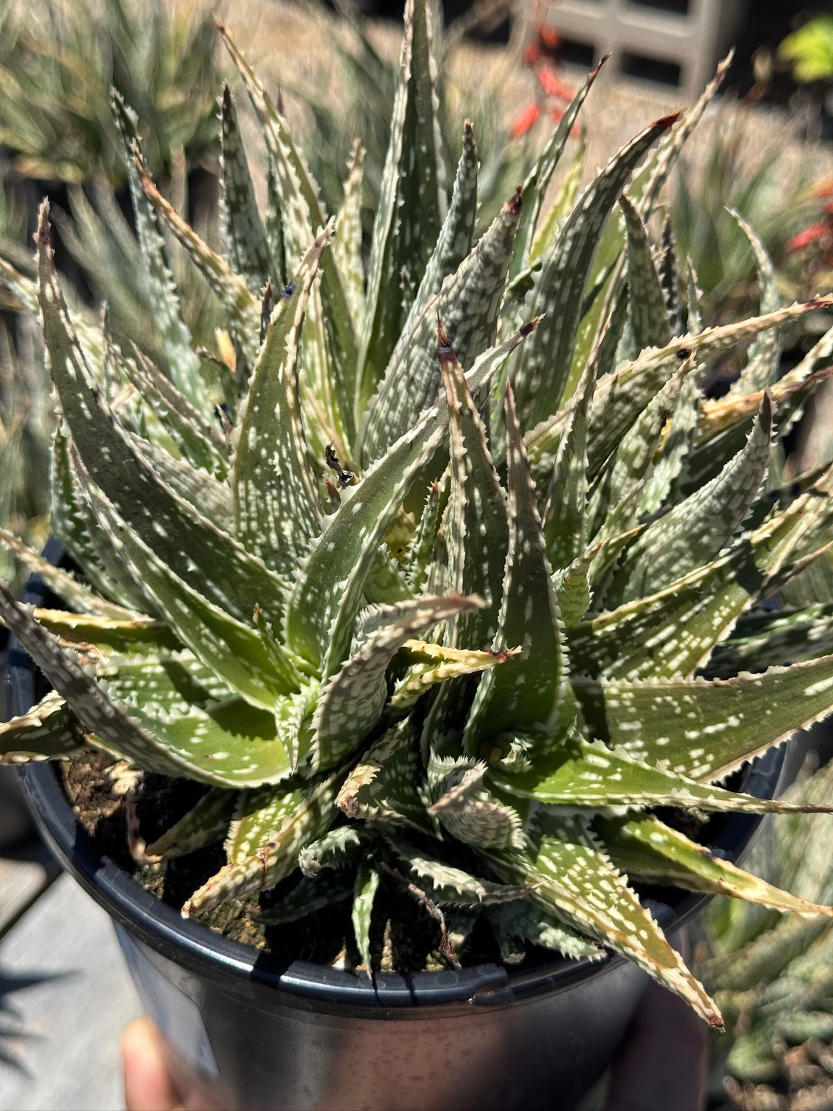 Aloe eléctric green spark