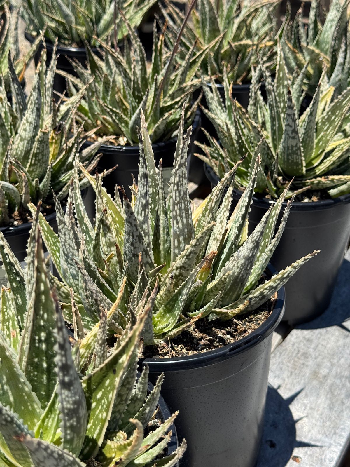 Aloe eléctric green spark