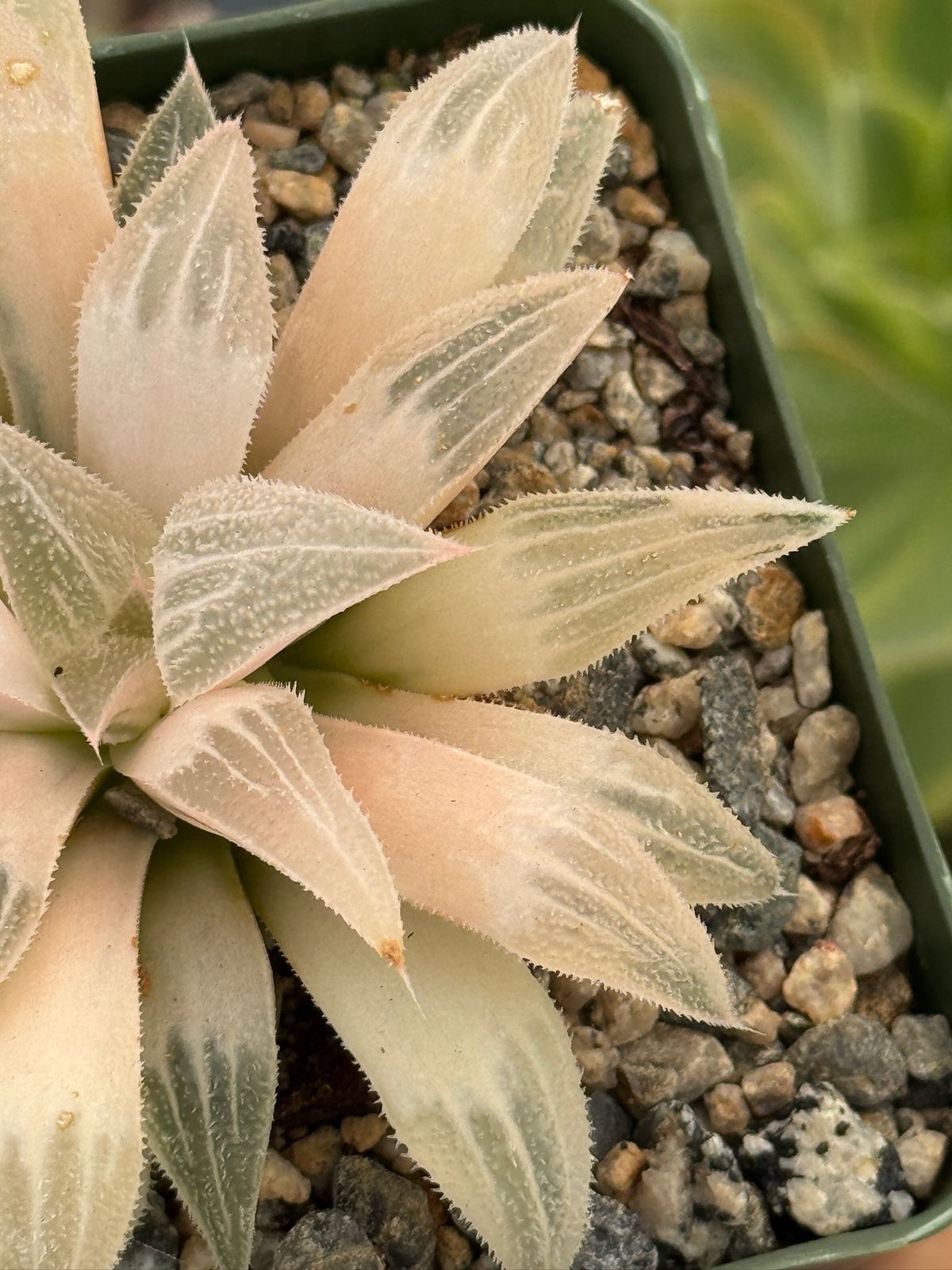 Haworthia emelyae variegada