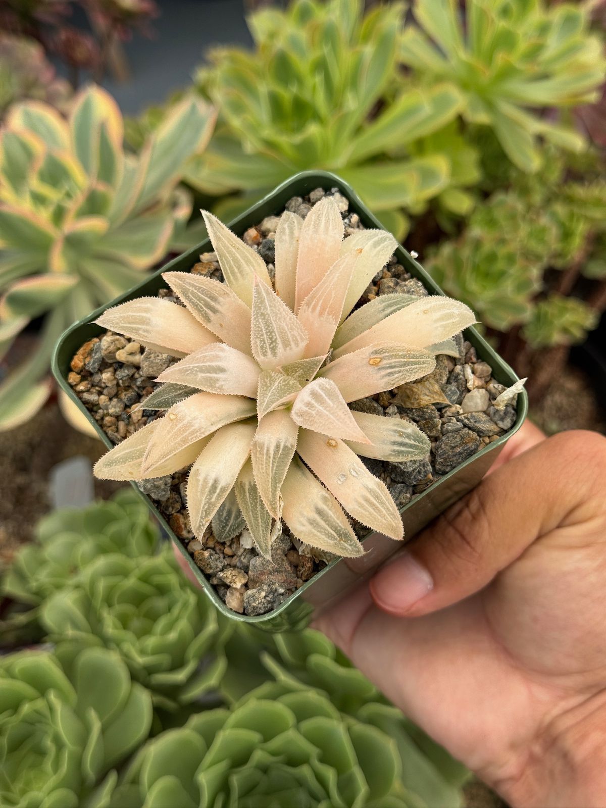 Haworthia emelyae variegada