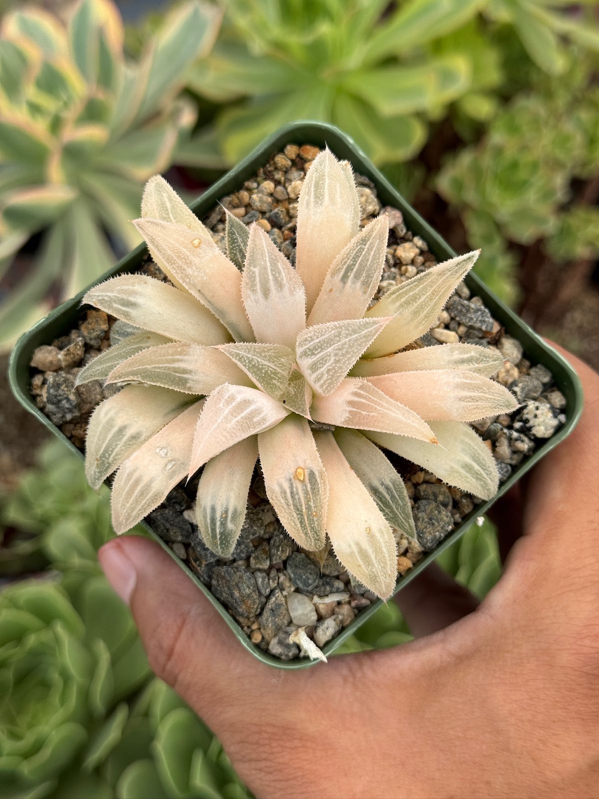 Haworthia emelyae variegada