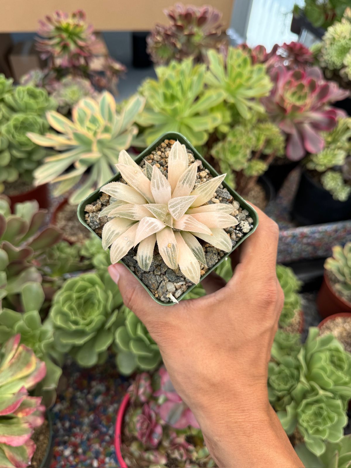 Haworthia emelyae variegada