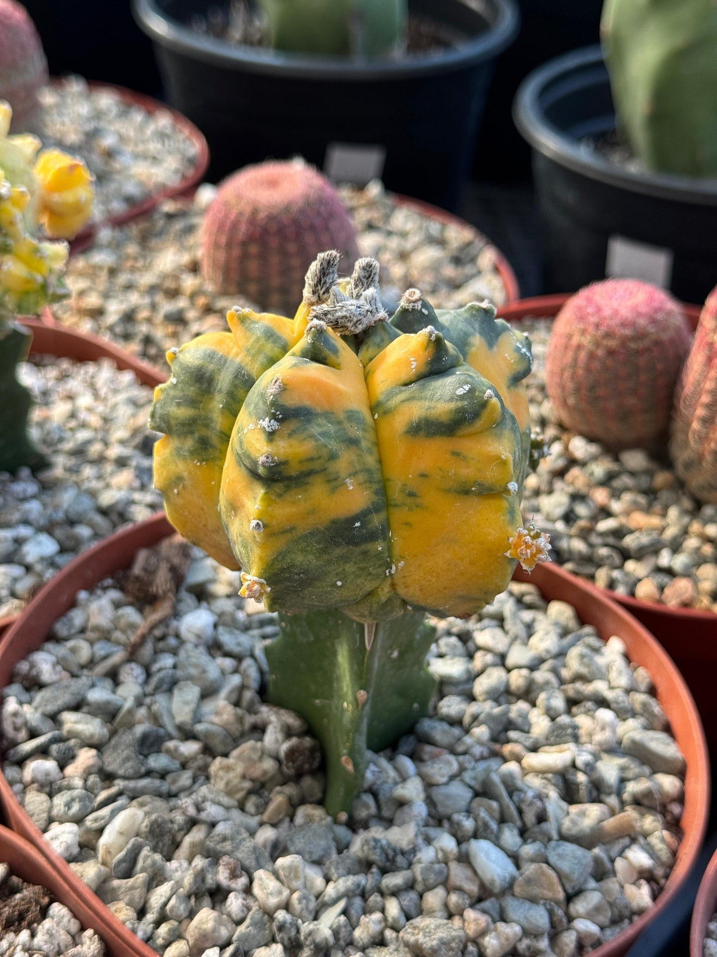 Injerto de astrophytum variegado