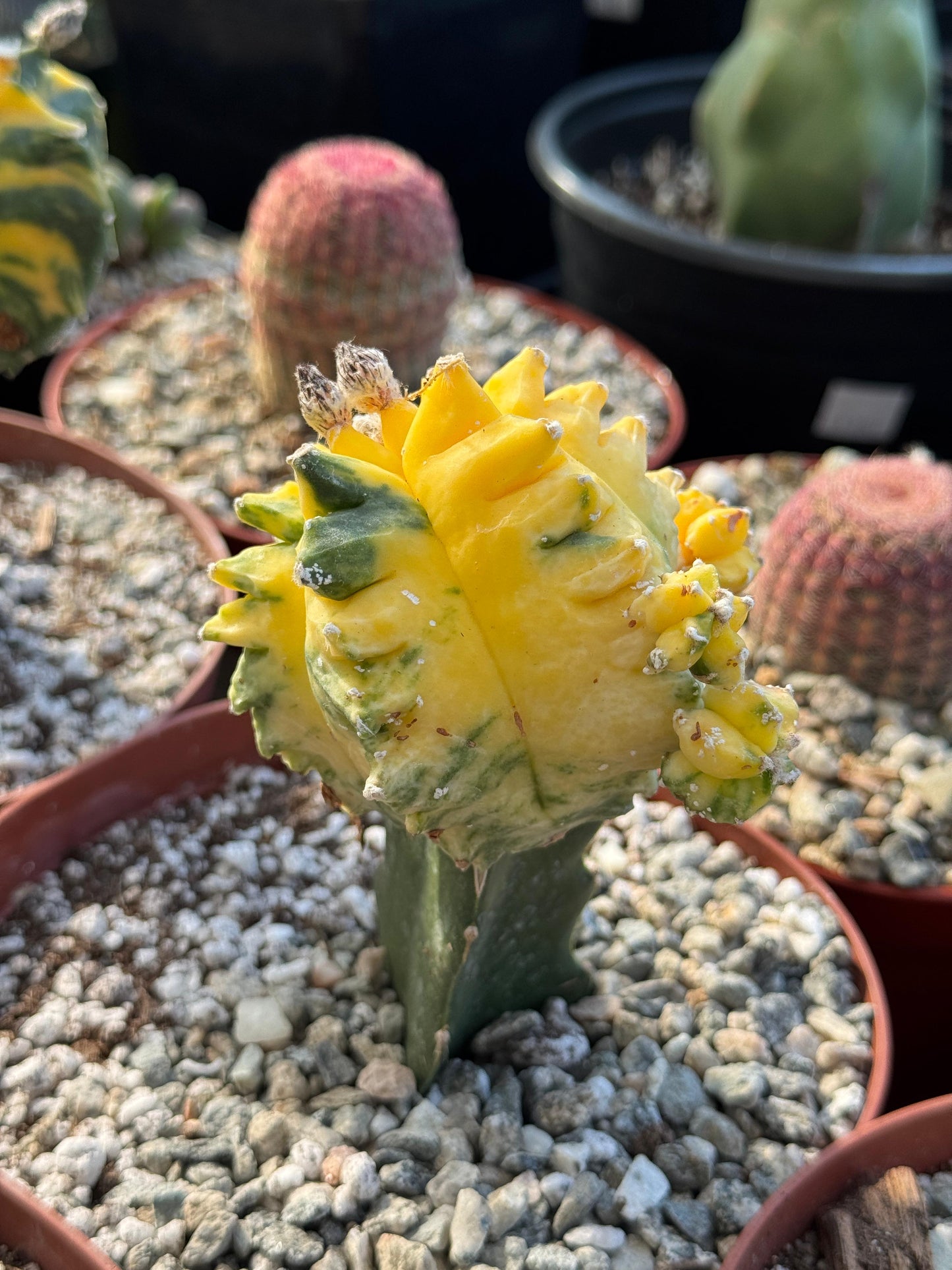 Injerto de astrophytum variegado