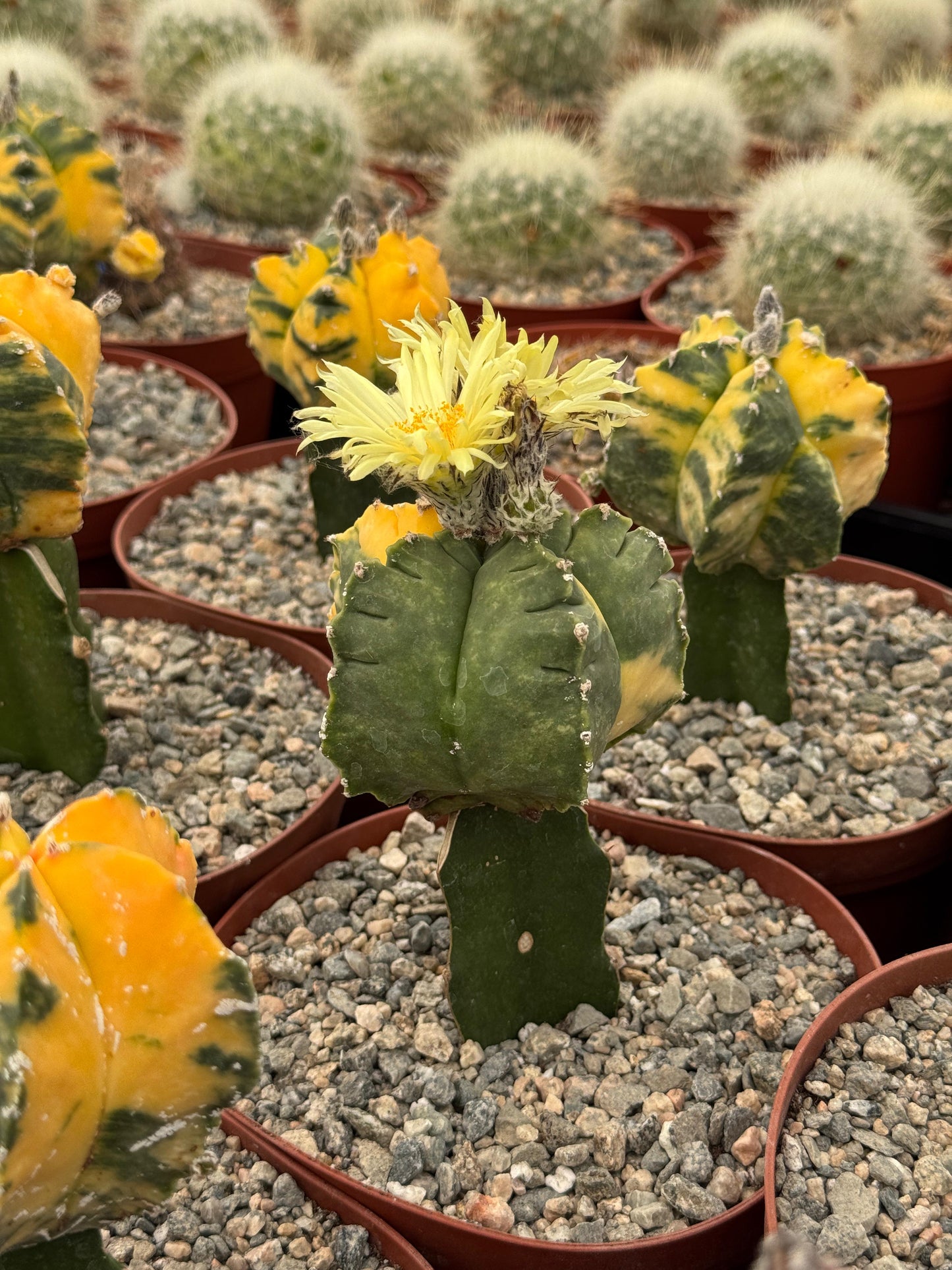 Injerto de astrophytum variegado