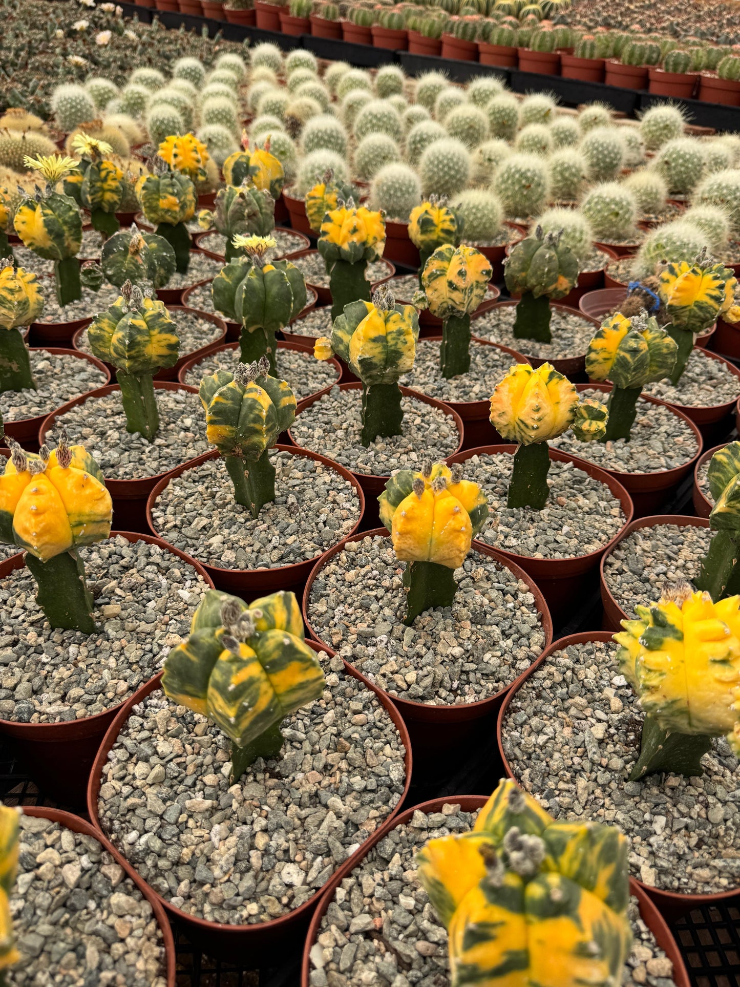 Injerto de astrophytum variegado
