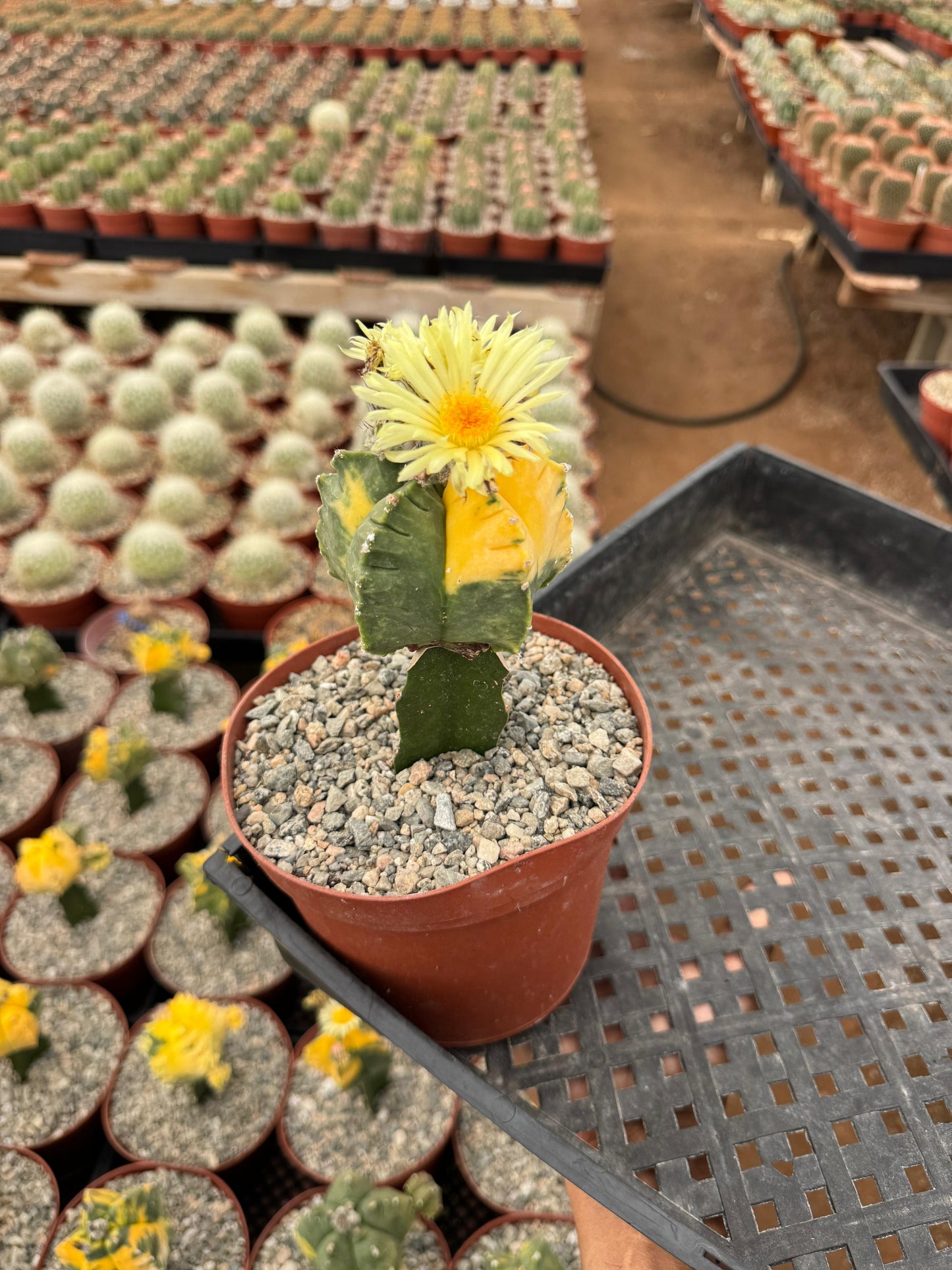Injerto de astrophytum variegado