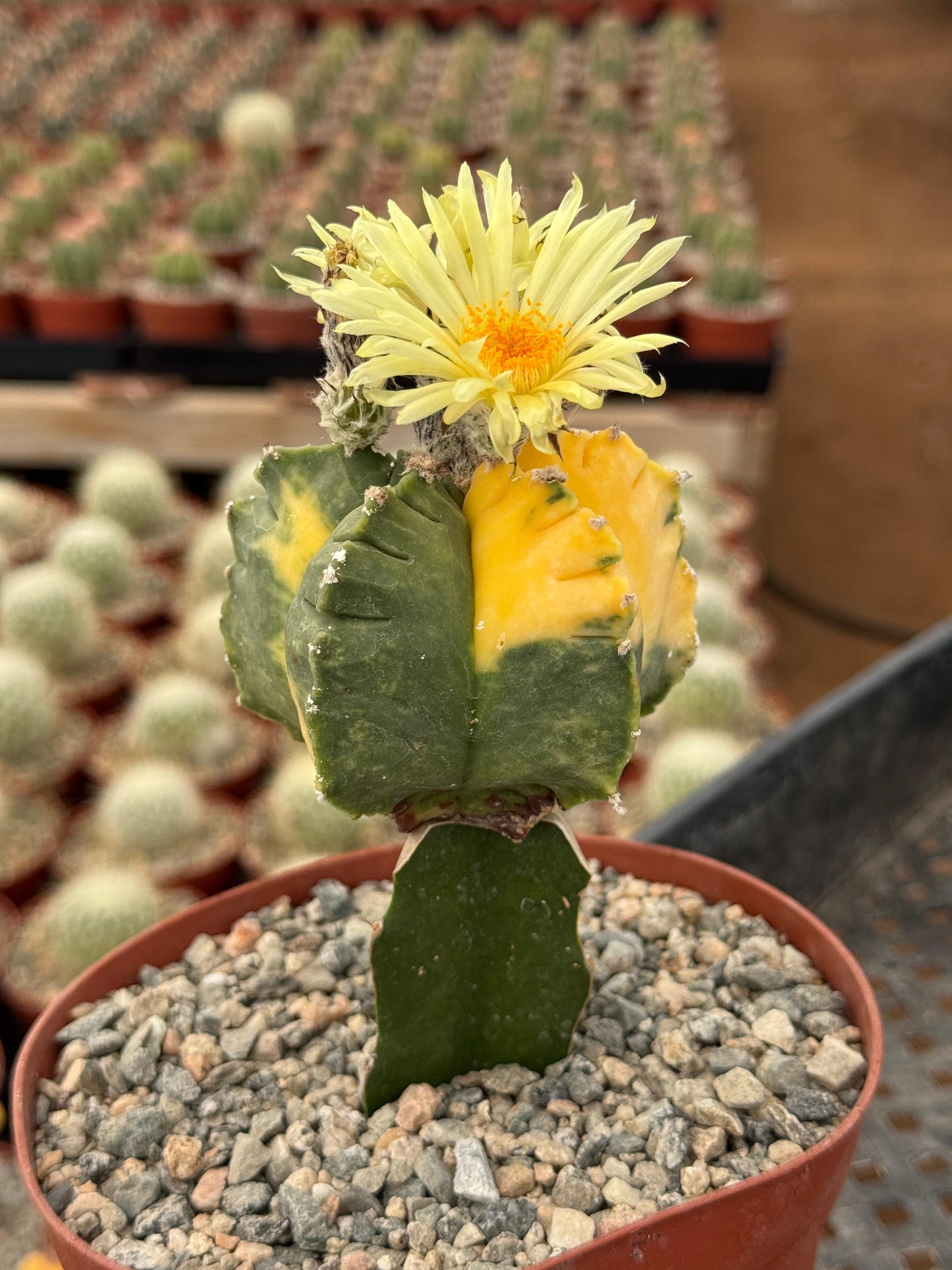 Injerto de astrophytum variegado