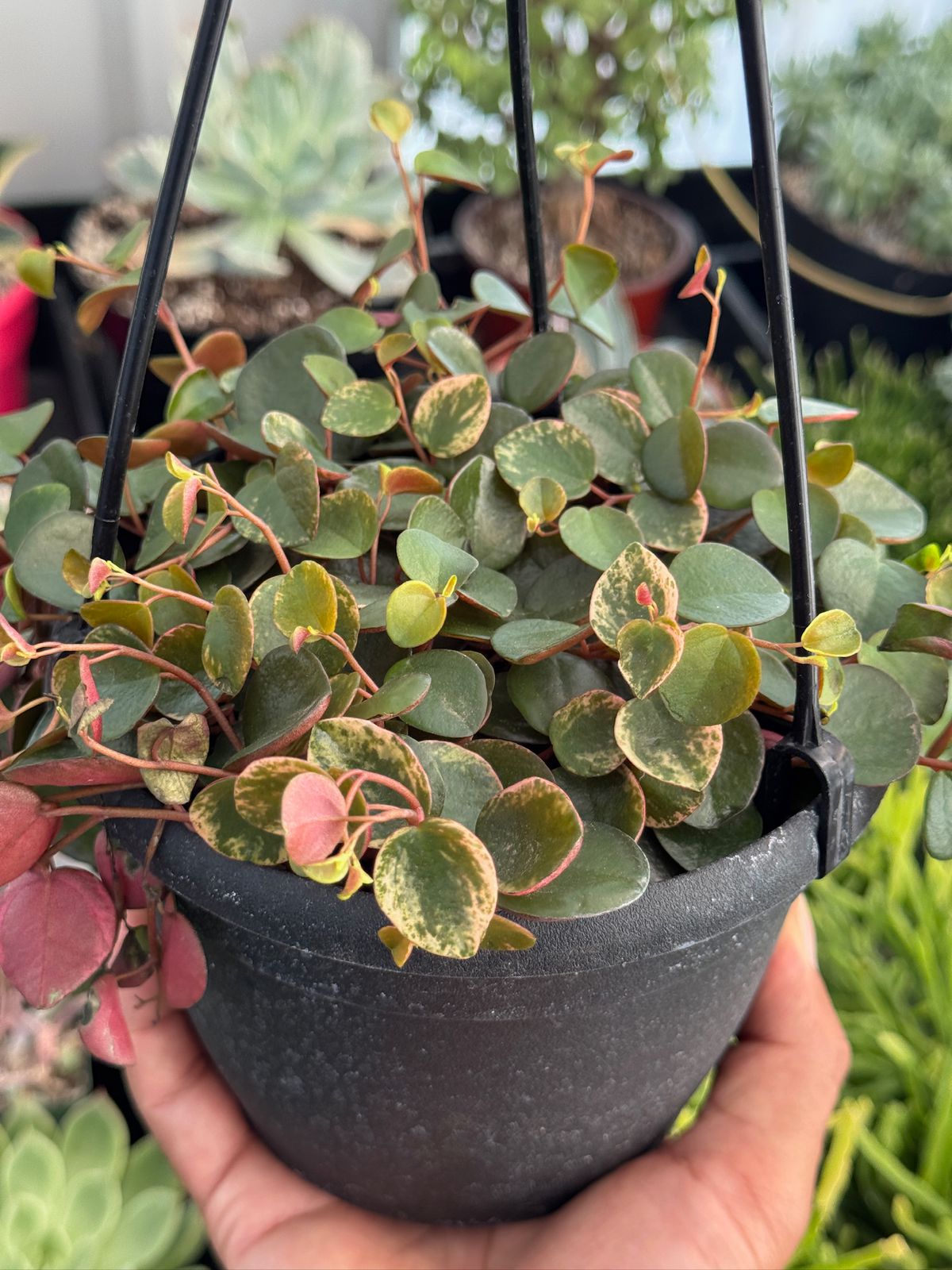 Peperomia ruby cascade variegada